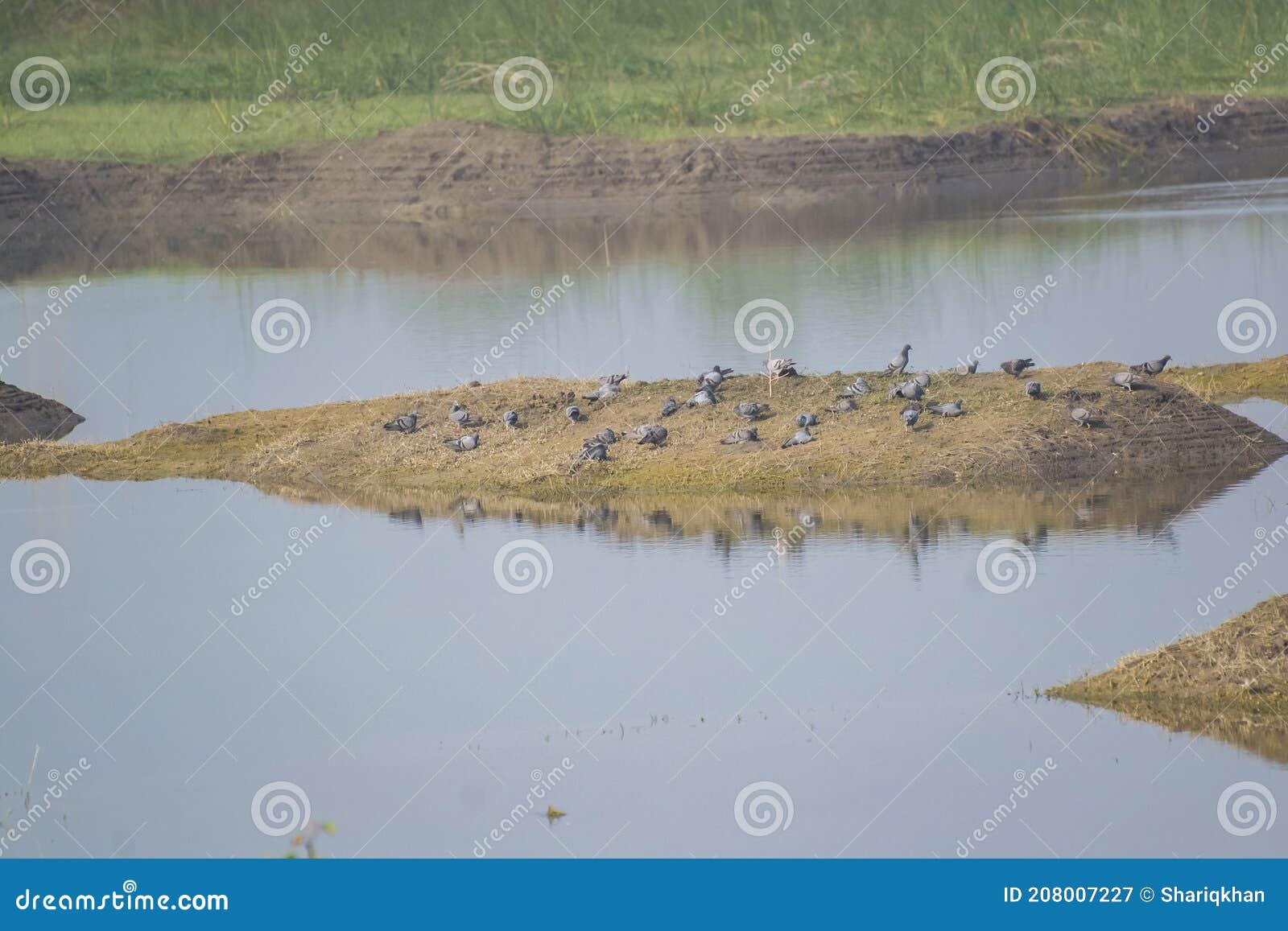 indian blue rock pigeons flock resting on the island