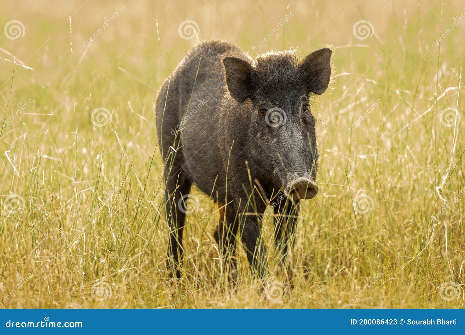 Indian Boar or Andamanese or Moupin Pig a Subspecies of Wild Boar at  Ranthambore National Park or Tiger Reserve Rajasthan India - Stock Image -  Image of cristatus, moupin: 200086423