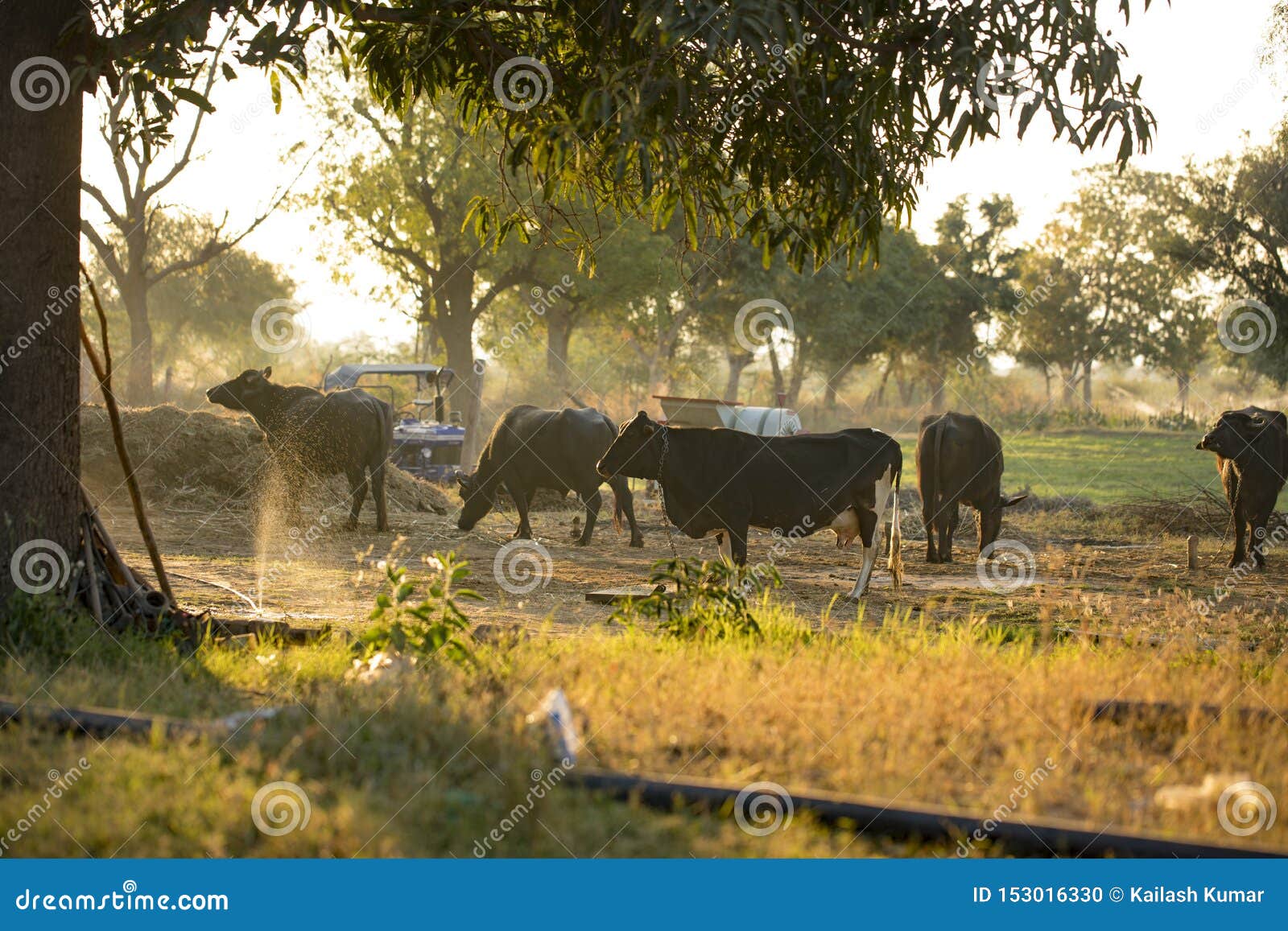 Indian Buffalo stock photo. Image of bull, beast, dairy 153016330
