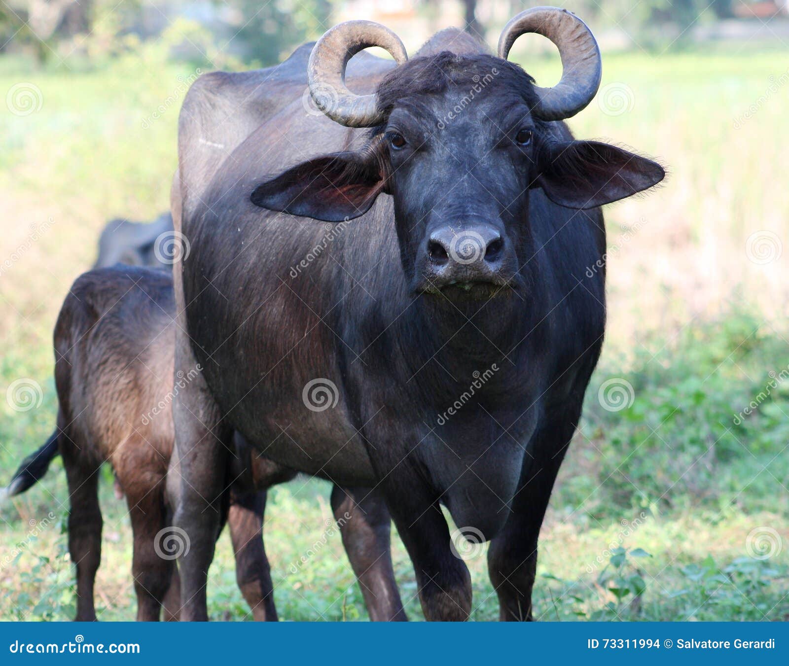 Indian Buffalo In National Park Yala, Sri Lanka Stock Image