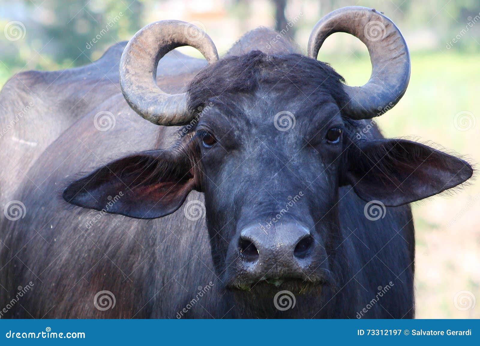 Indian Buffalo In National Park Yala, Sri Lanka Stock Image