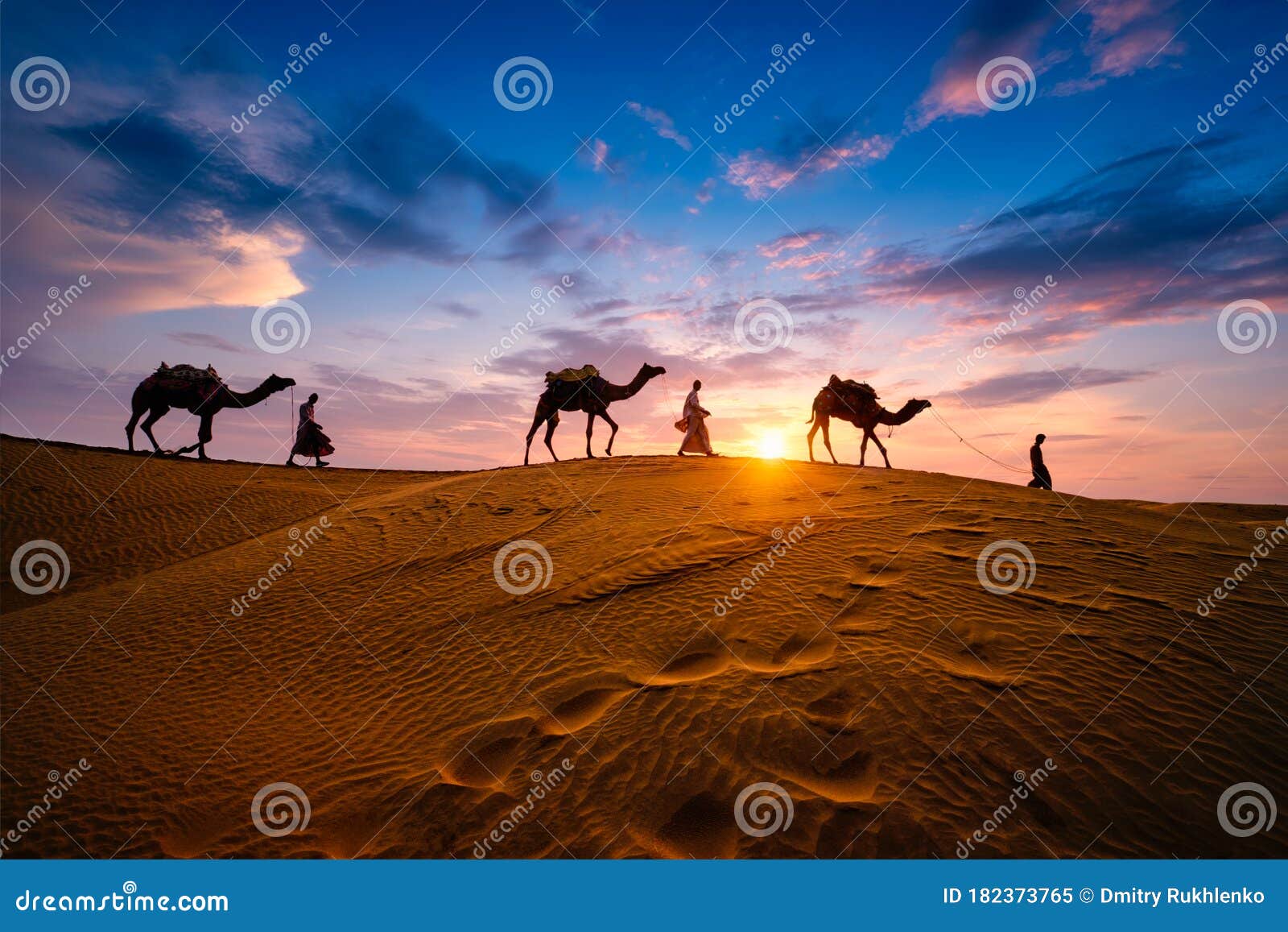 indian cameleers camel driver with camel silhouettes in dunes on sunset. jaisalmer, rajasthan, india