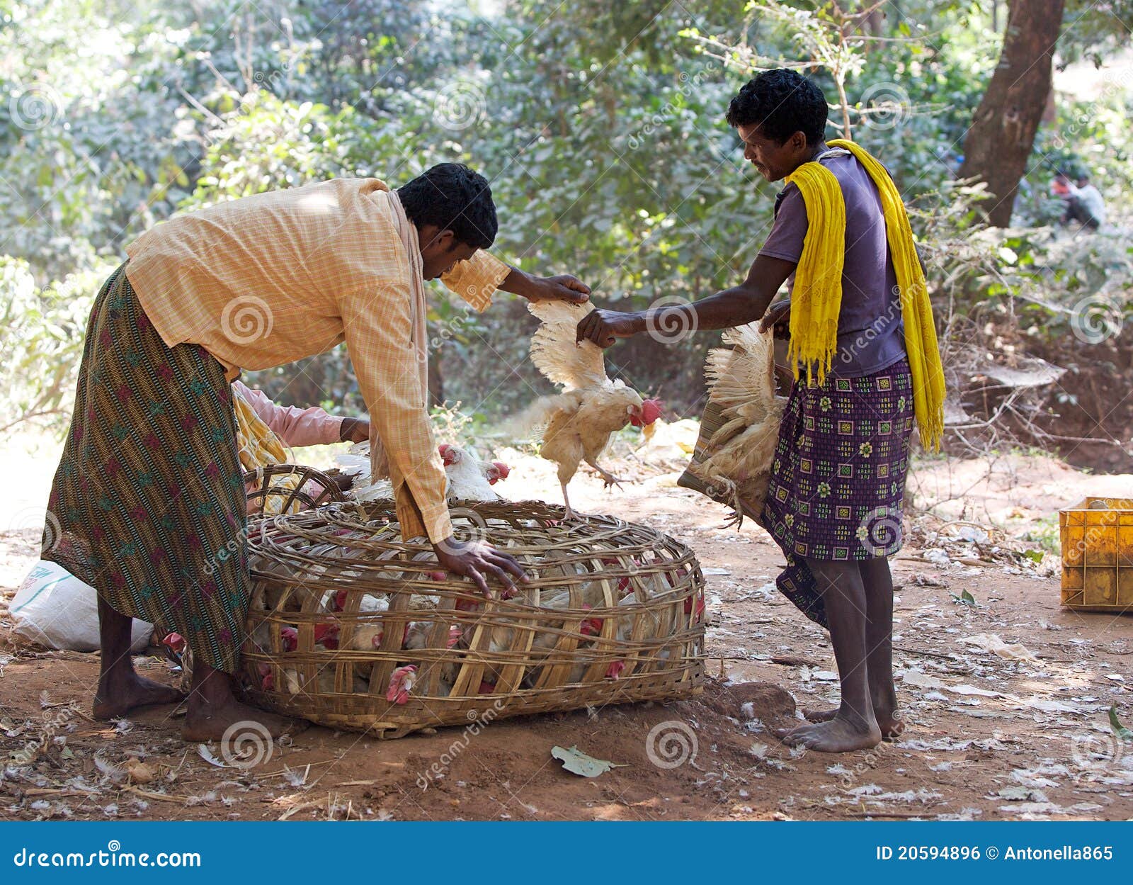Indian chicken vendor editorial photo. Image of tourism 20594896