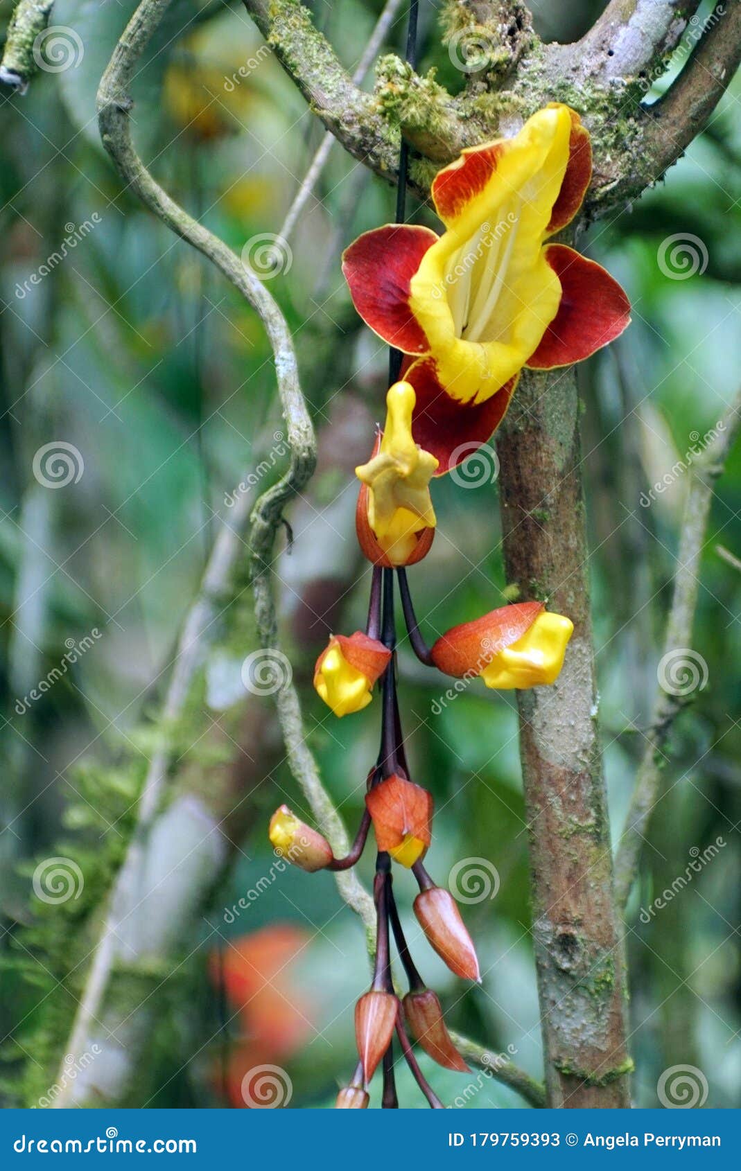 indian clock vine