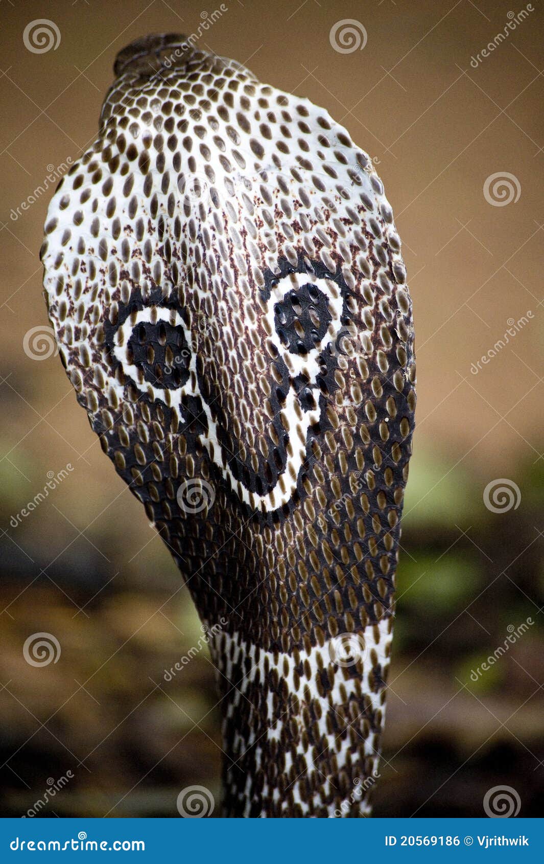 Indian Cobra stock photo. Image of indian, hood, back - 20569186