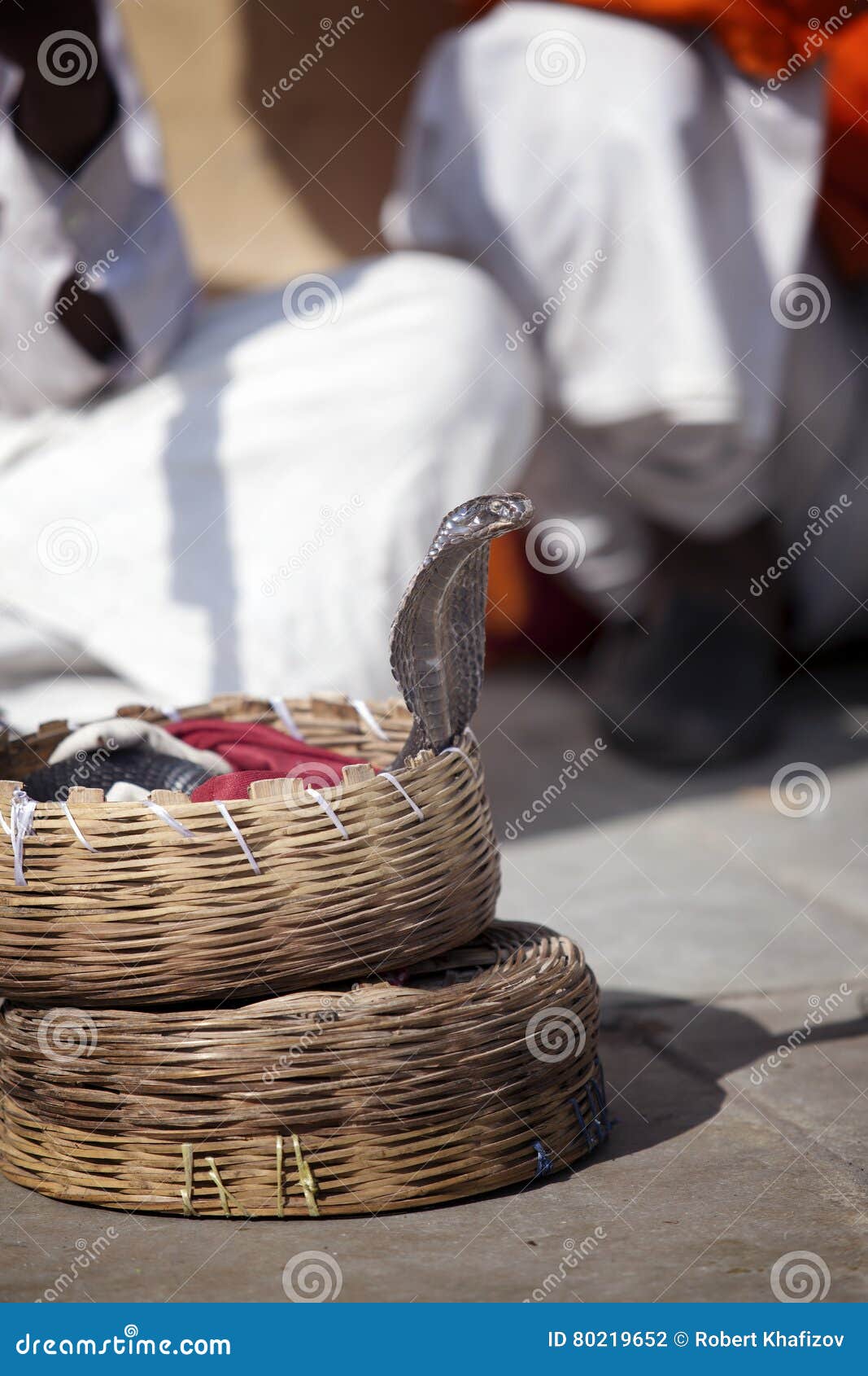 indian cobra looking out of the basket fakir