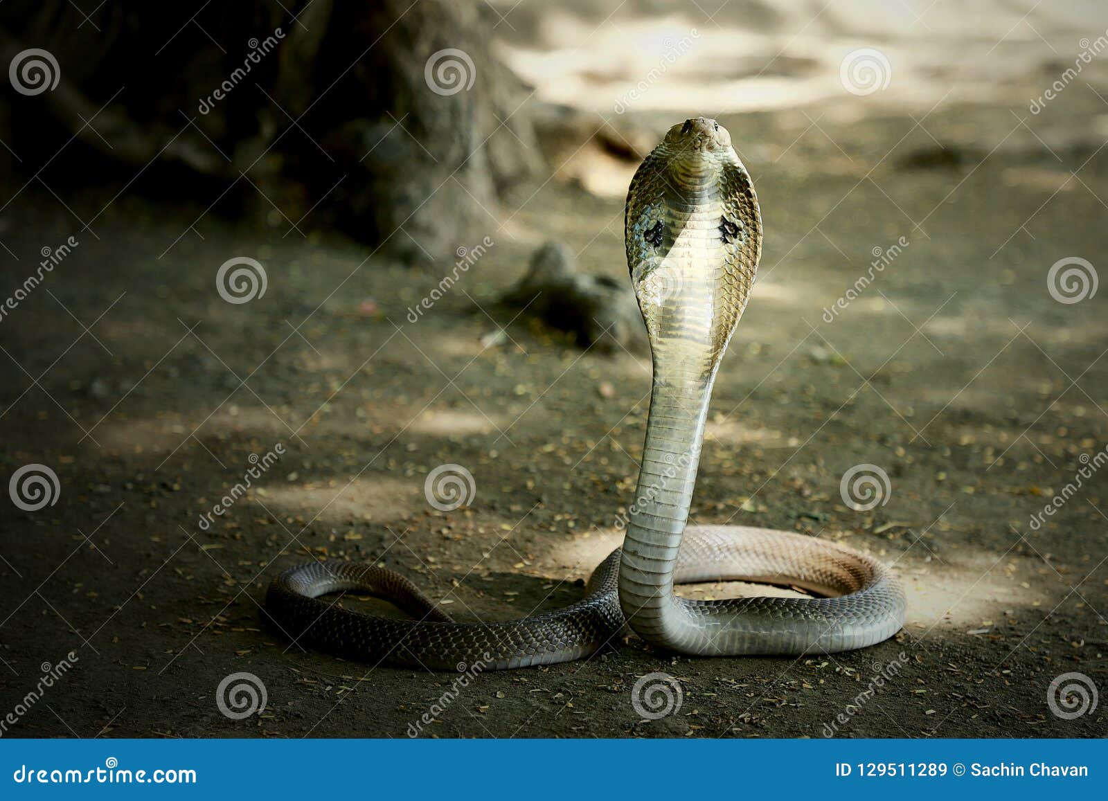 King Cobra Wallpapers on WallpaperDog