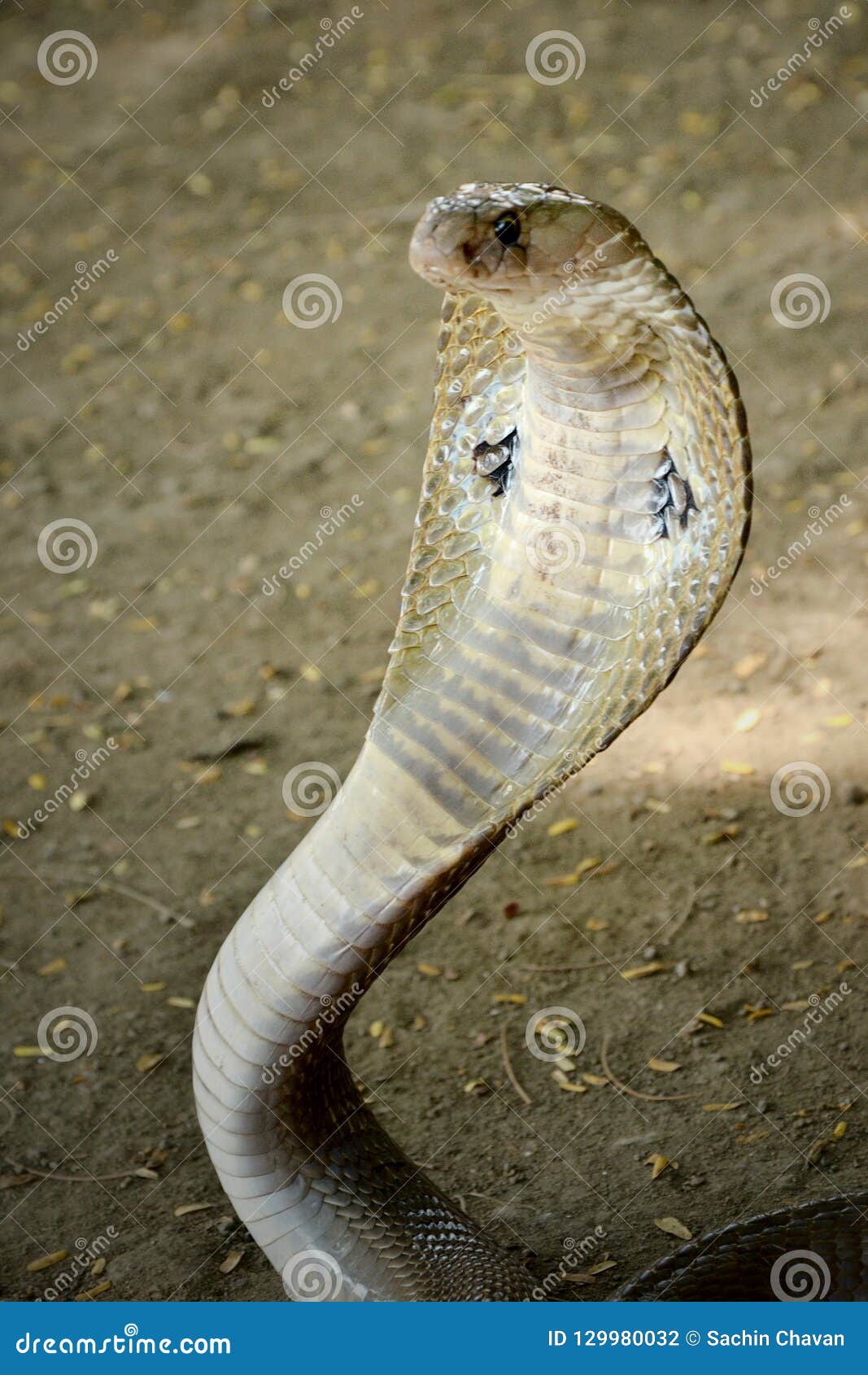 Snake wallpaper  Snake wallpaper King cobra snake Wallpaper