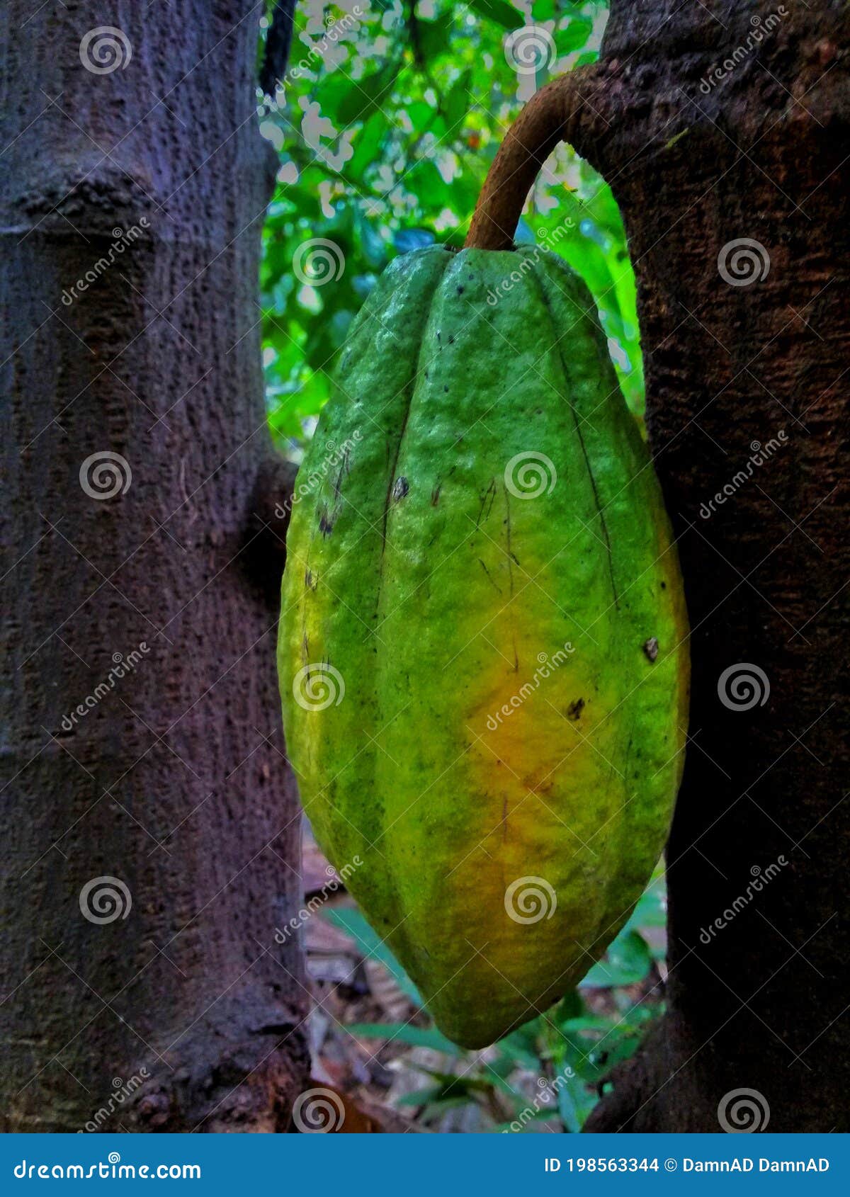 Indian cocoa fruit ripping stock photo. Image of fruit 198563344