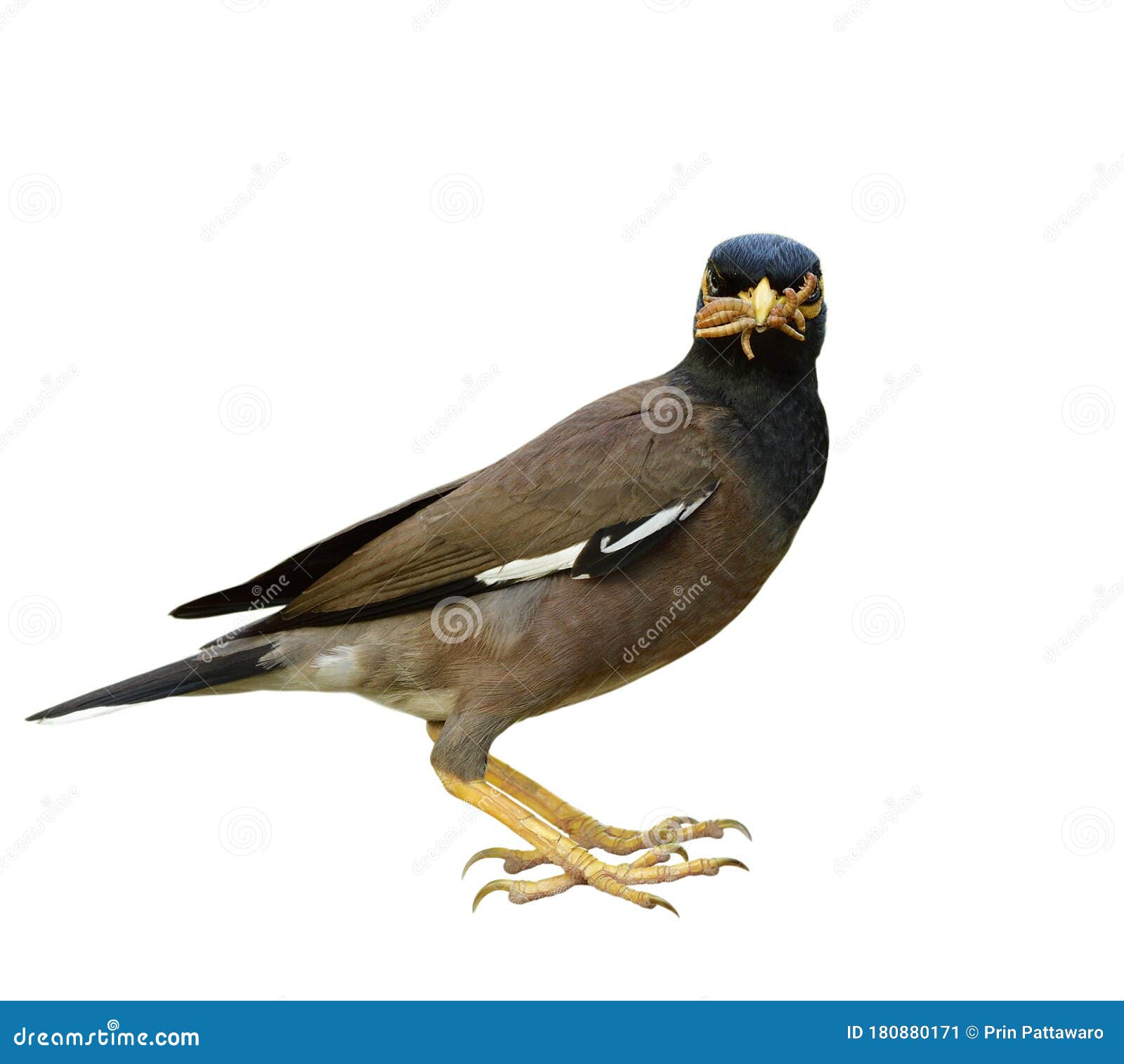 138 Indian Myna Isolated Stock Photos - Free & Royalty-Free Stock Photos  from Dreamstime