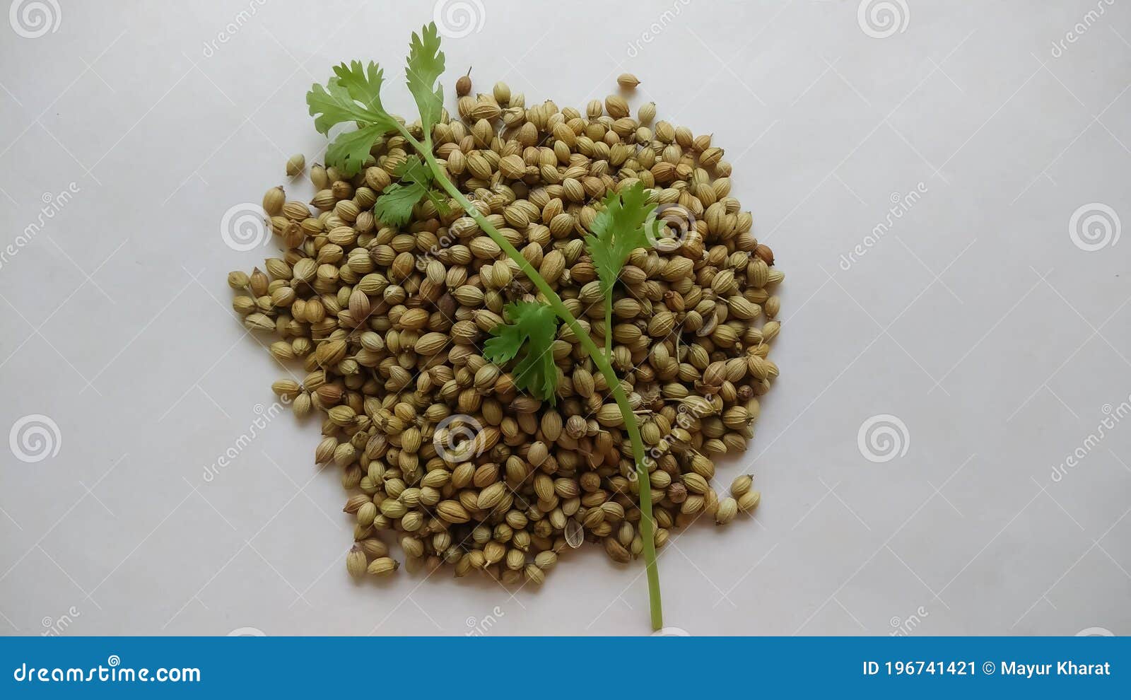 Indian Coriander Seeds with Coriander Leaves or Cilantro. Stock Image