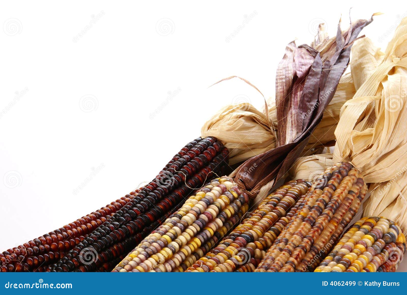 Indian Corn stock image. Image of white, colorful, halloween 4062499