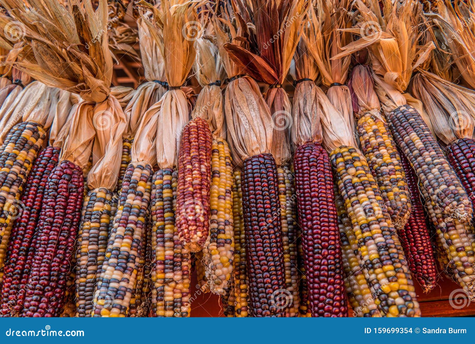 298 Indian Corn Bunch Photos - Free &amp; Royalty-Free Stock Photos from  Dreamstime
