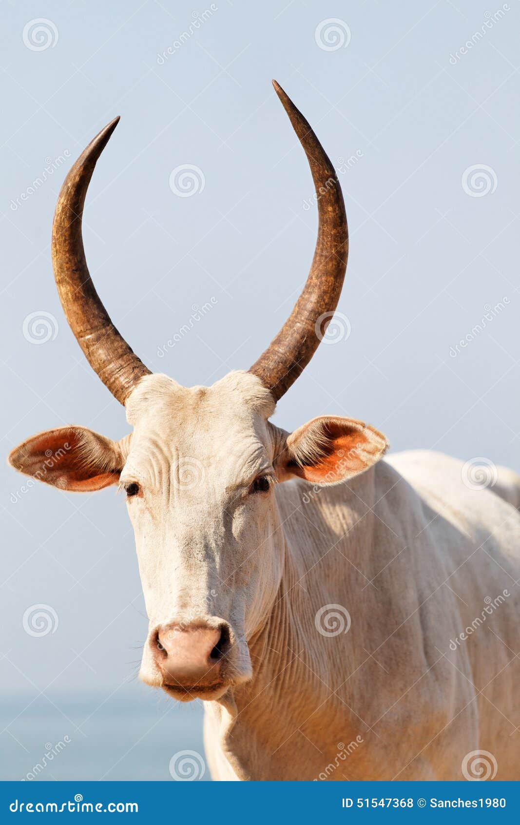Indian cow stock photo. Image of hindu, close, milk, beef - 51547368