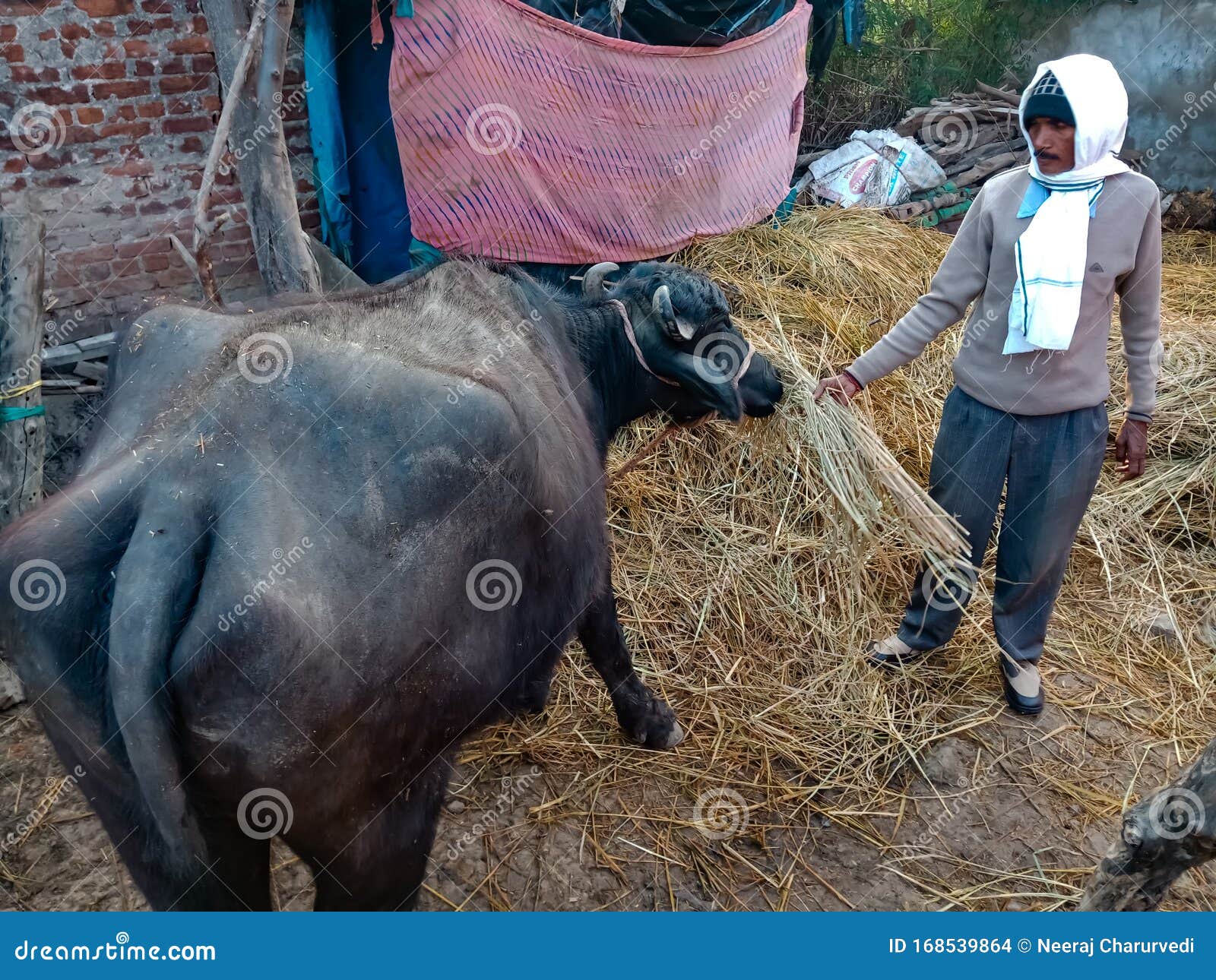 Margaret Mitchell knap systematisk An Indian Cowherd Man Giving Dry Grass Food for the Buffalo at Stable House  in India January 2020 Editorial Stock Image - Image of making, indian:  168539864