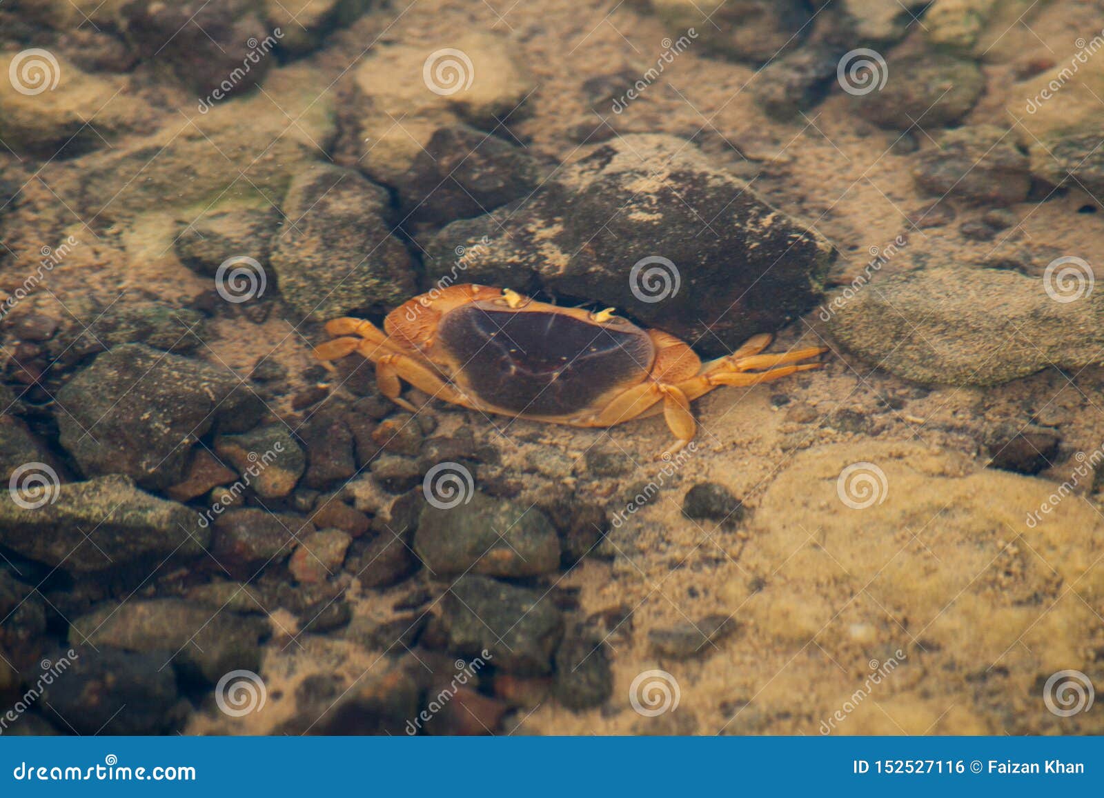 Indian Crab in a Small Pond Stock Photo - Image of indian, water: 152527116