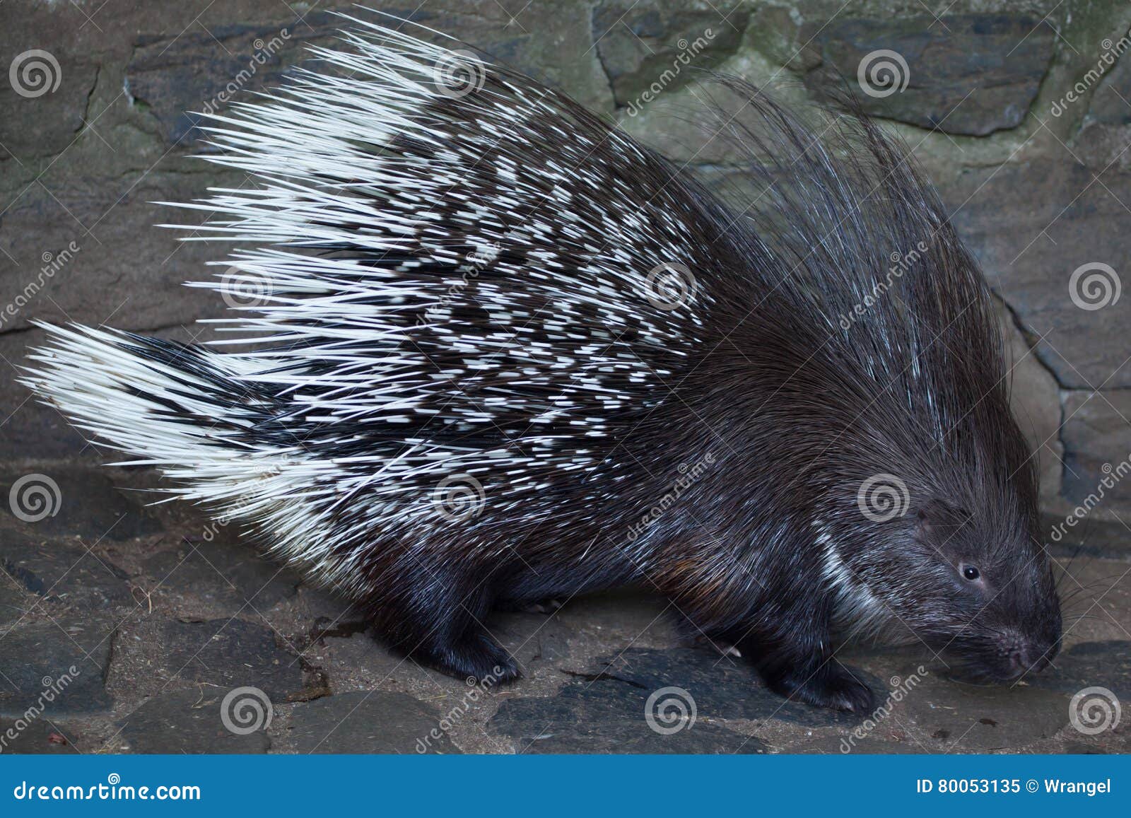 African Porcupine Quills -  Israel