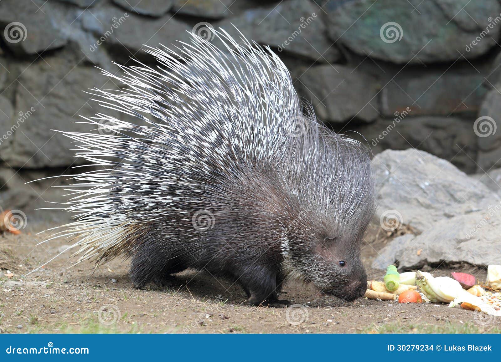 indian crested porcupine
