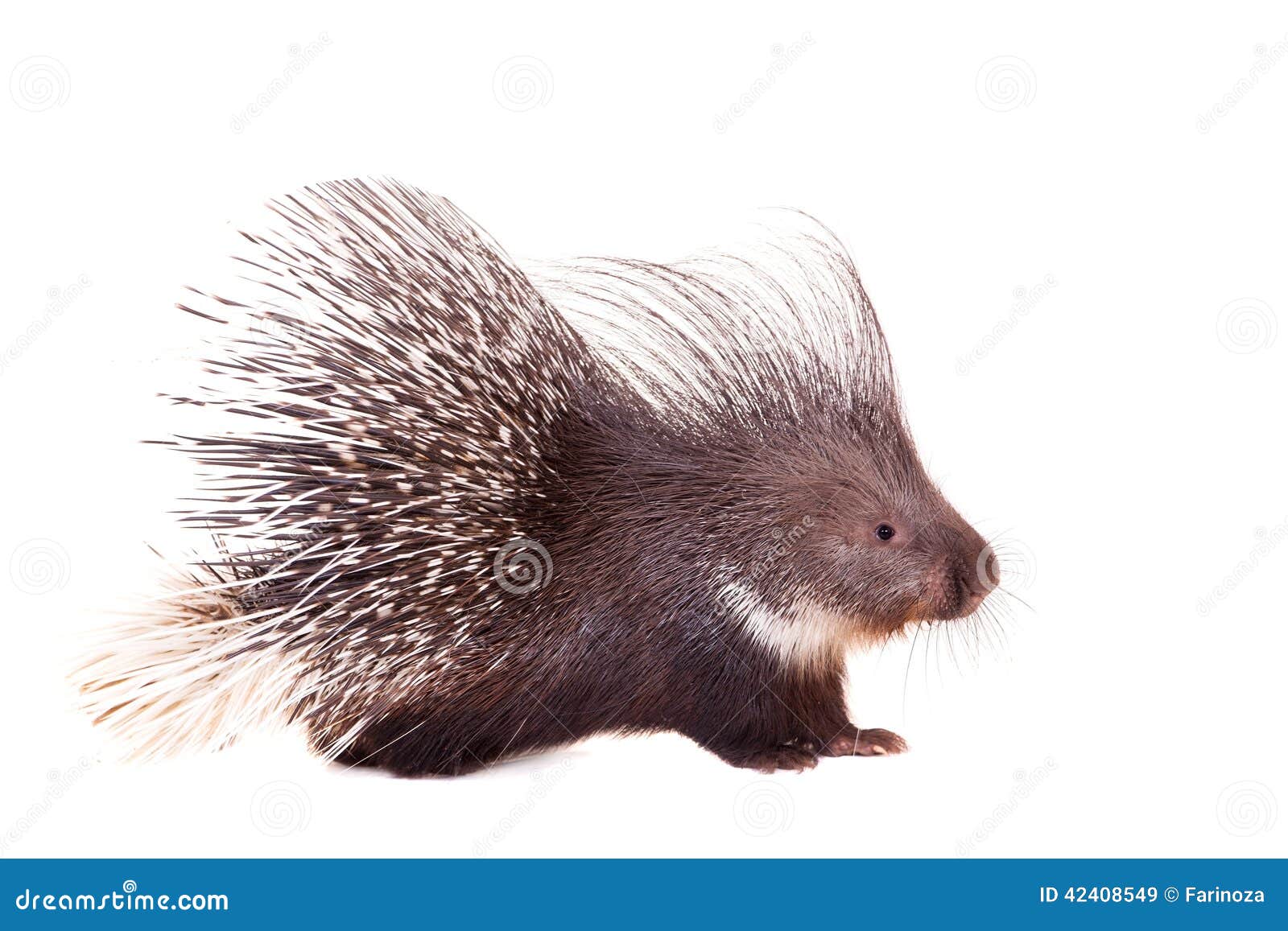 indian crested porcupine on white