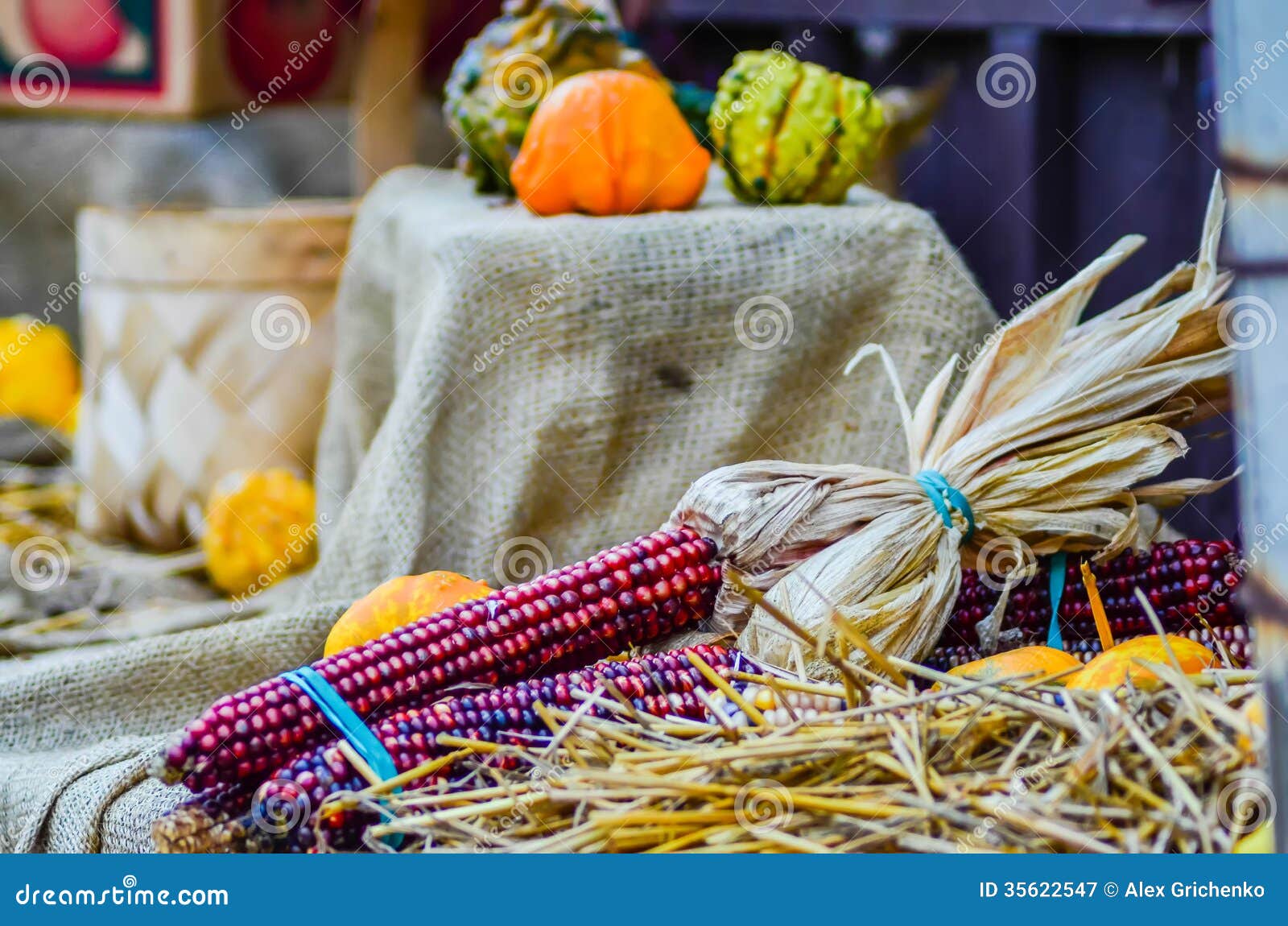 Indian Decorative Corn on Farm Display Stock Image Image of fall