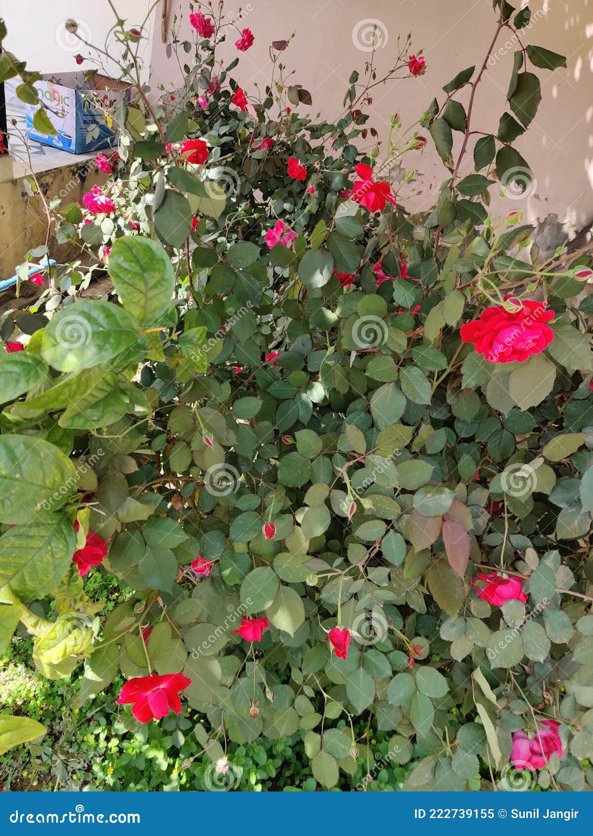 Indian Desi Rose 🌹🌹 stock image. Image of desi 222739155