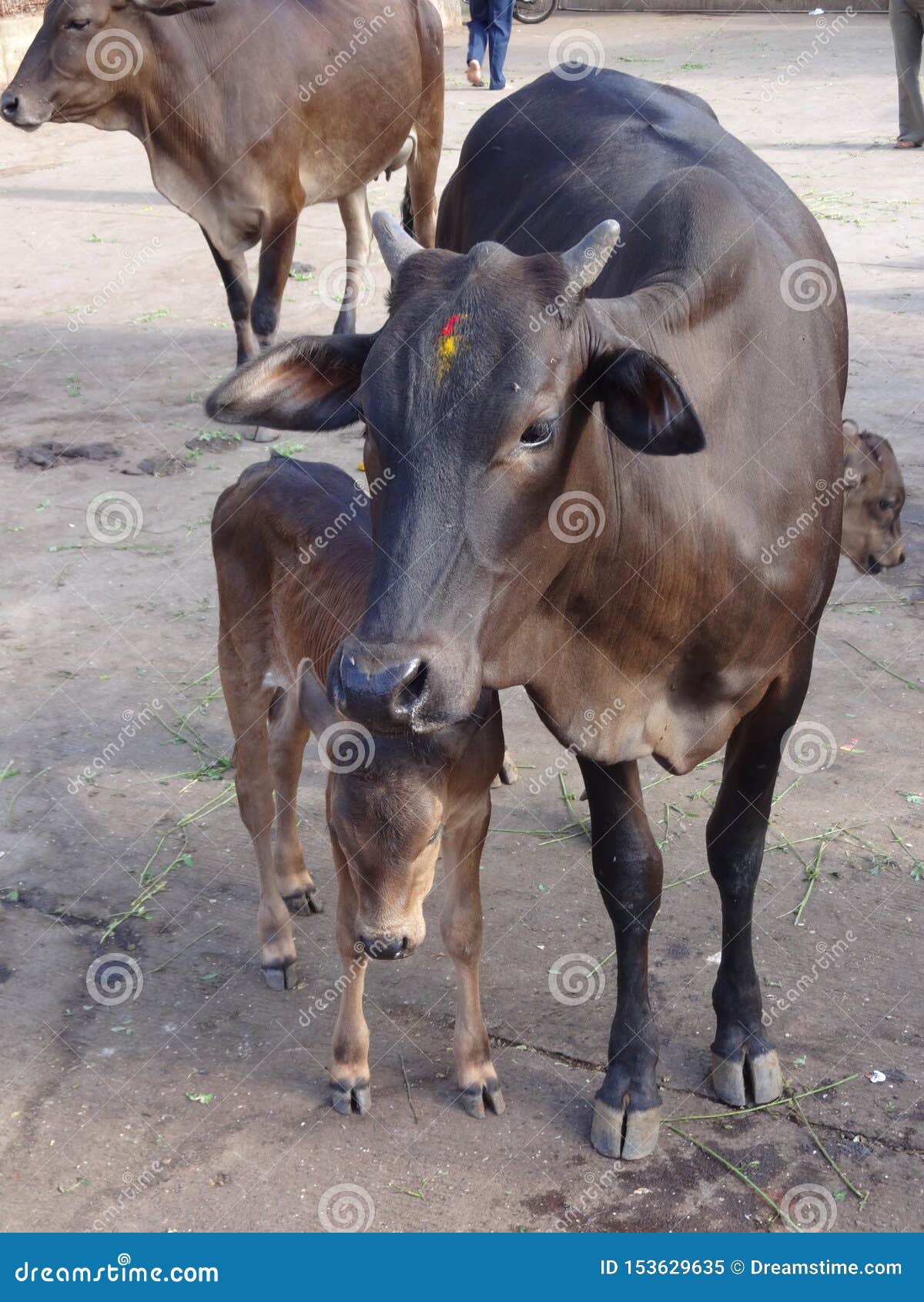 Indian Domestic Animala Calf and Cow Stock Image - Image of farm, farming:  153629635