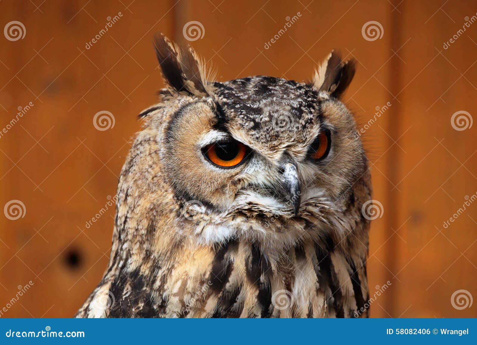 Indian Eagle-owl (Bubo Bengalensis). Stock Photo - Image of nature ...