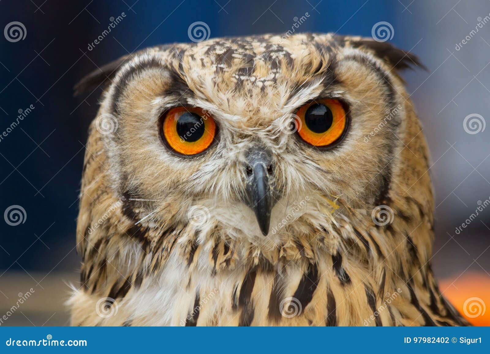 Indian Eagle Owl Head Staring at Camera Stock Photo - Image of peak ...