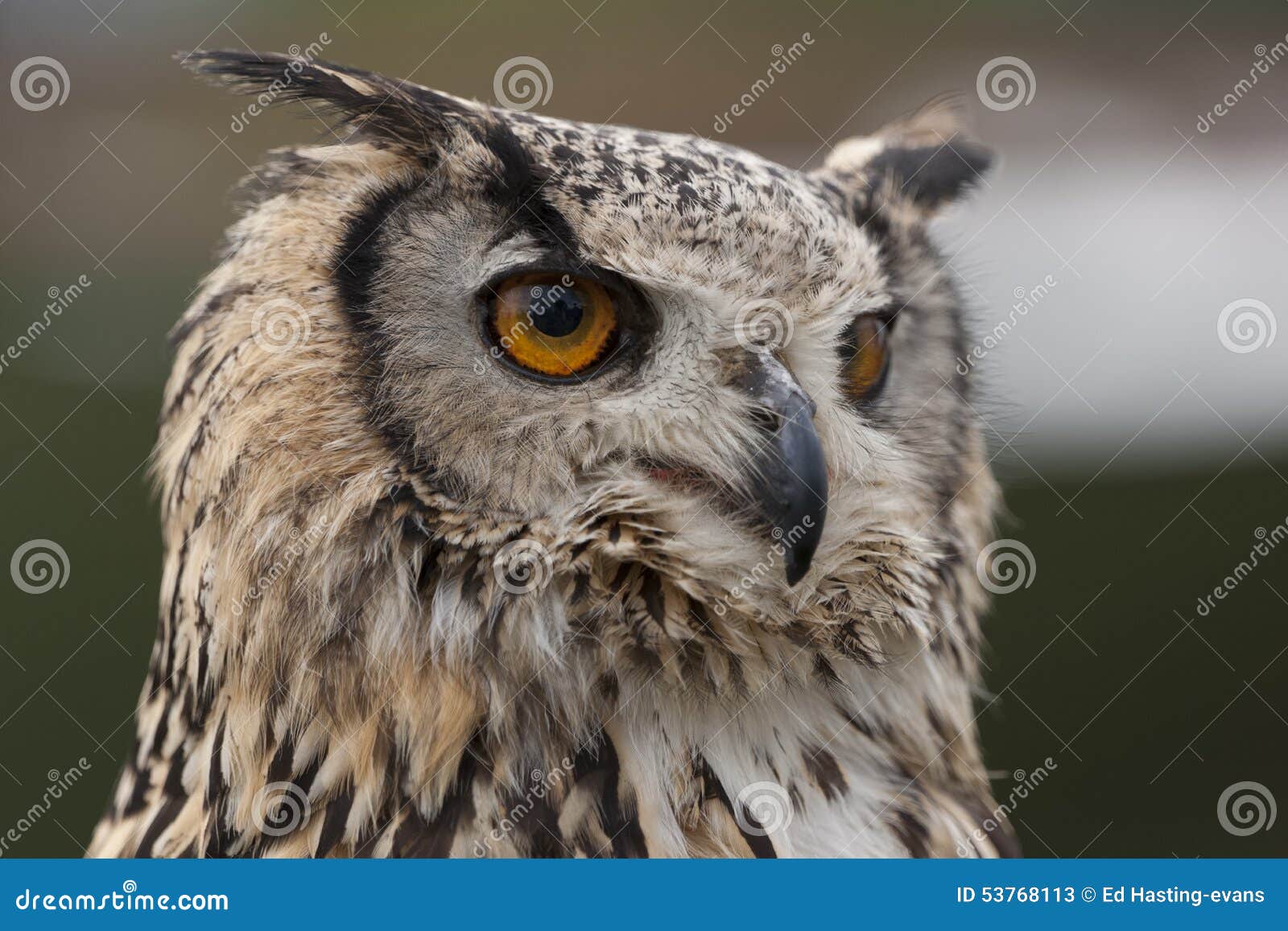 Indian Eagle Owl stock image. Image of watching, wildlife - 53768113