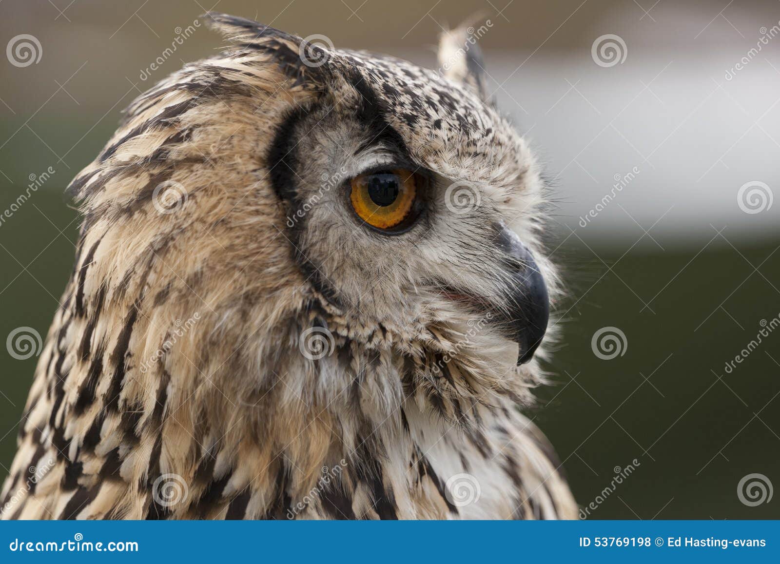 Indian Eagle Owl stock photo. Image of night, pakistan - 53769198