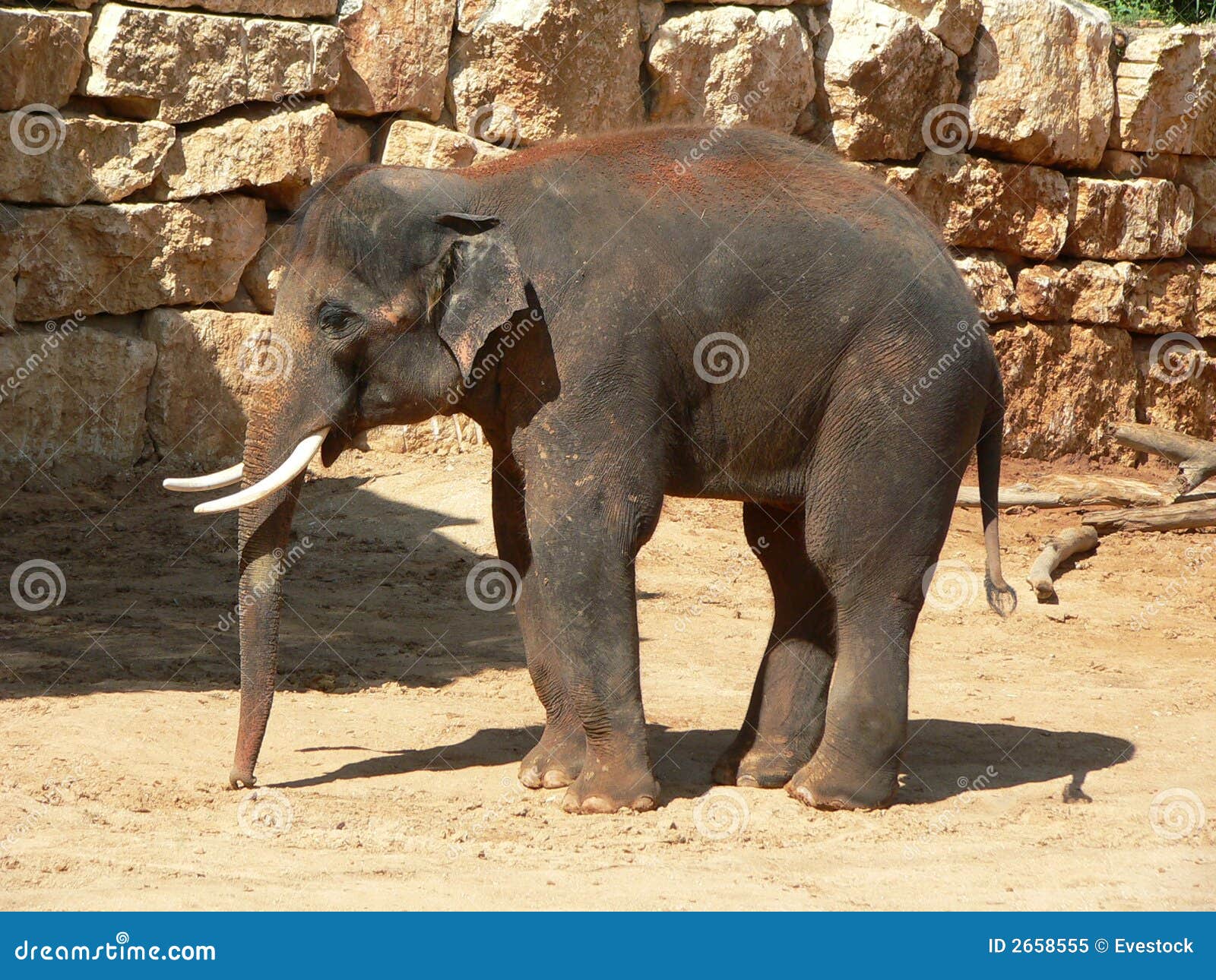Indian Elephant stock image. Image of melancholy, alone 2658555