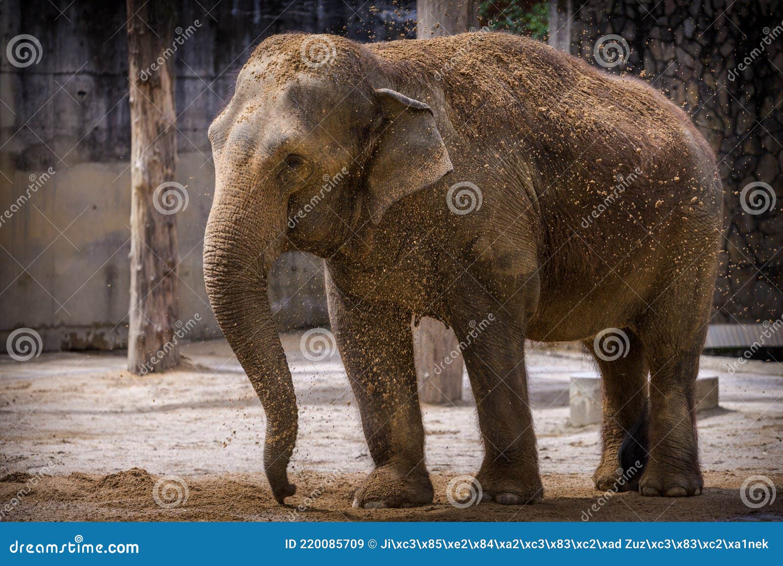 Indian Elephant Throws Sand on Himself Stock Image Image of asia