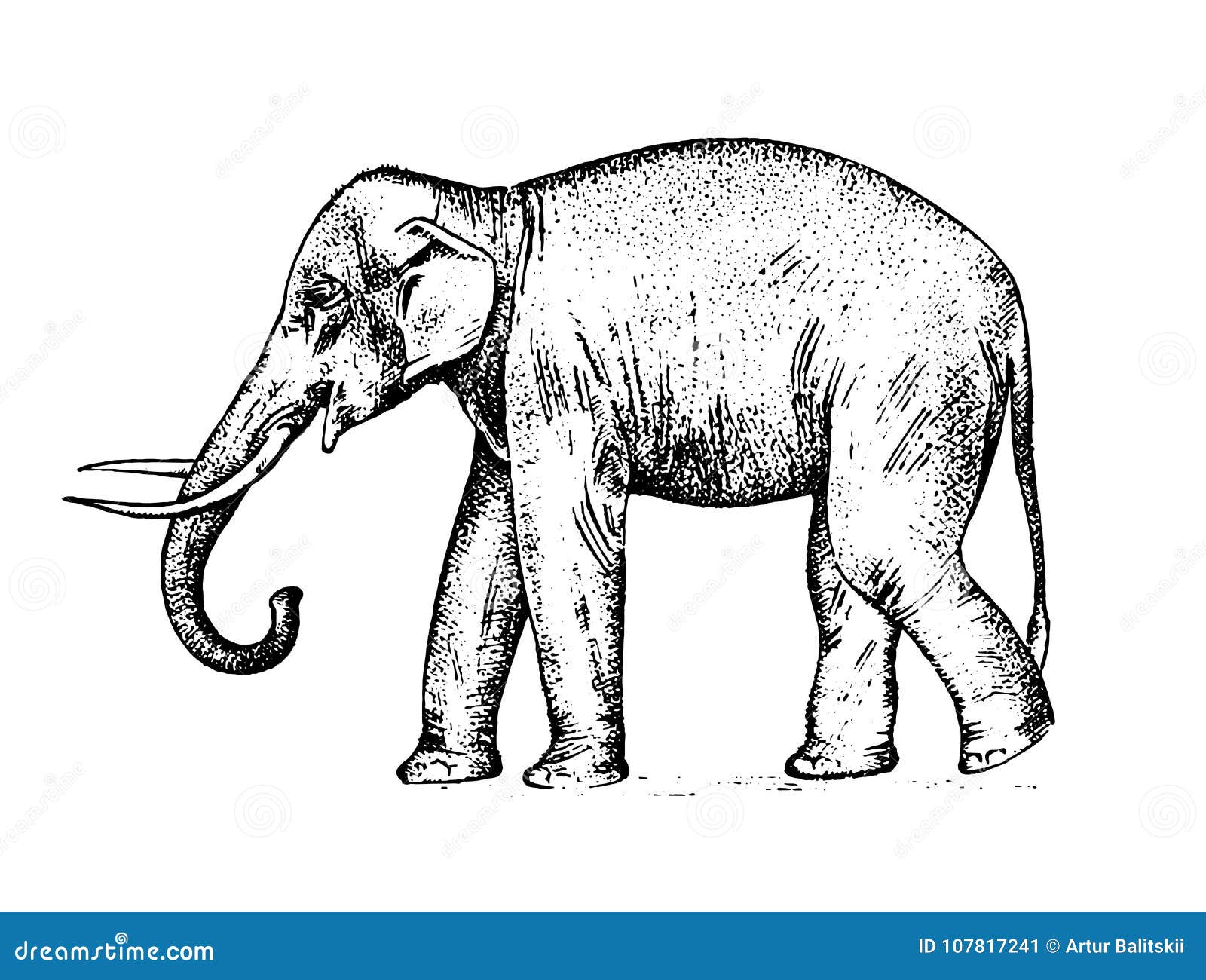 Indian Elephant Stock Illustration  Download Image Now  Indian Elephant  Illustration Elephant  iStock