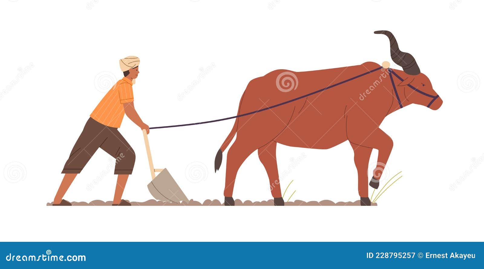 Indian Farmer Plowing with Traditional Primitive Plough and Ox. Farm ...