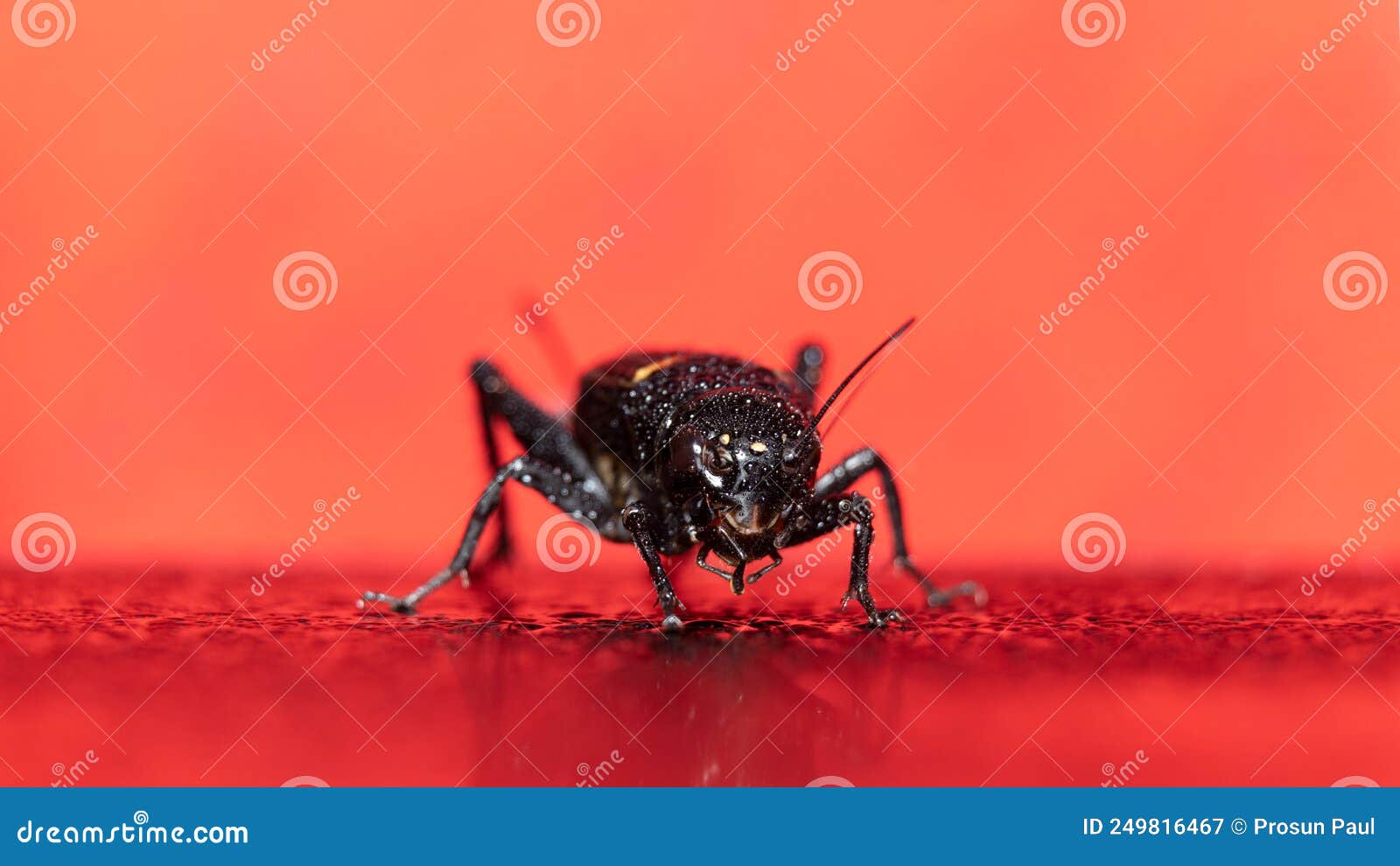 Indian Field Cricket in a Beautiful Background Stock Image Image of indoor, closeup 249816467