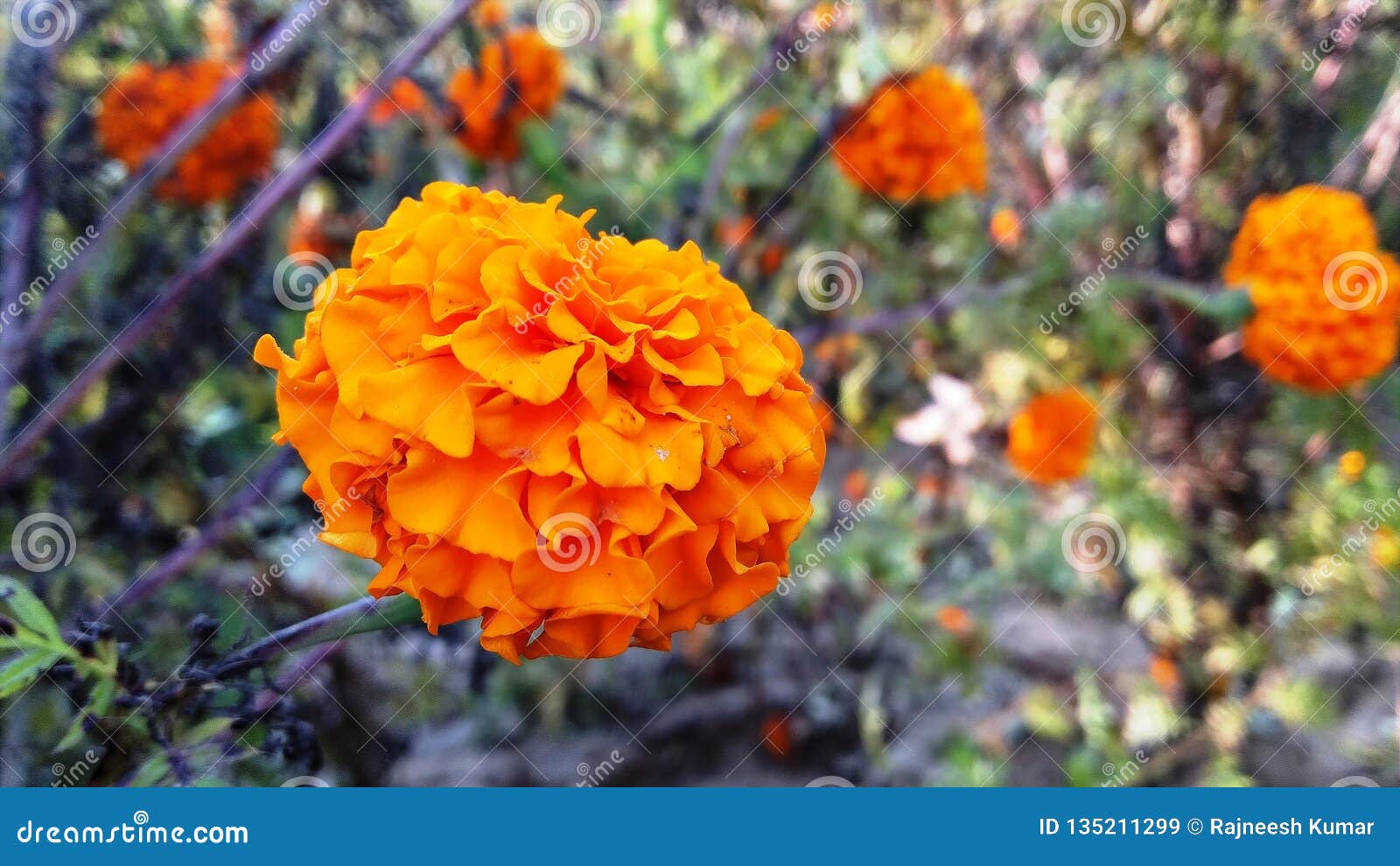 The Indian flower stock image. Image of field, botle - 135211299