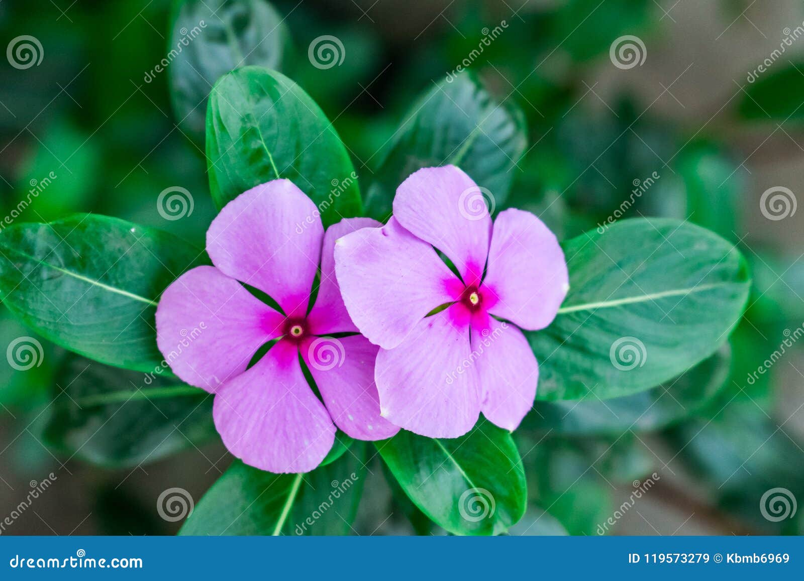 Indian Flower Madagascar Periwinkle Plant Close View At Rural