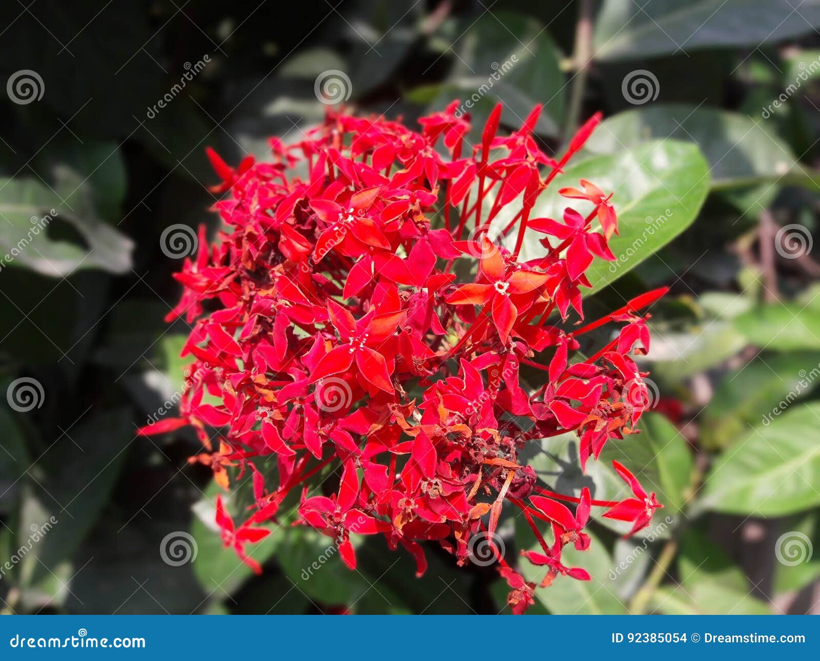 The Indian flower stock photo. Image of india, beautiful 92385054