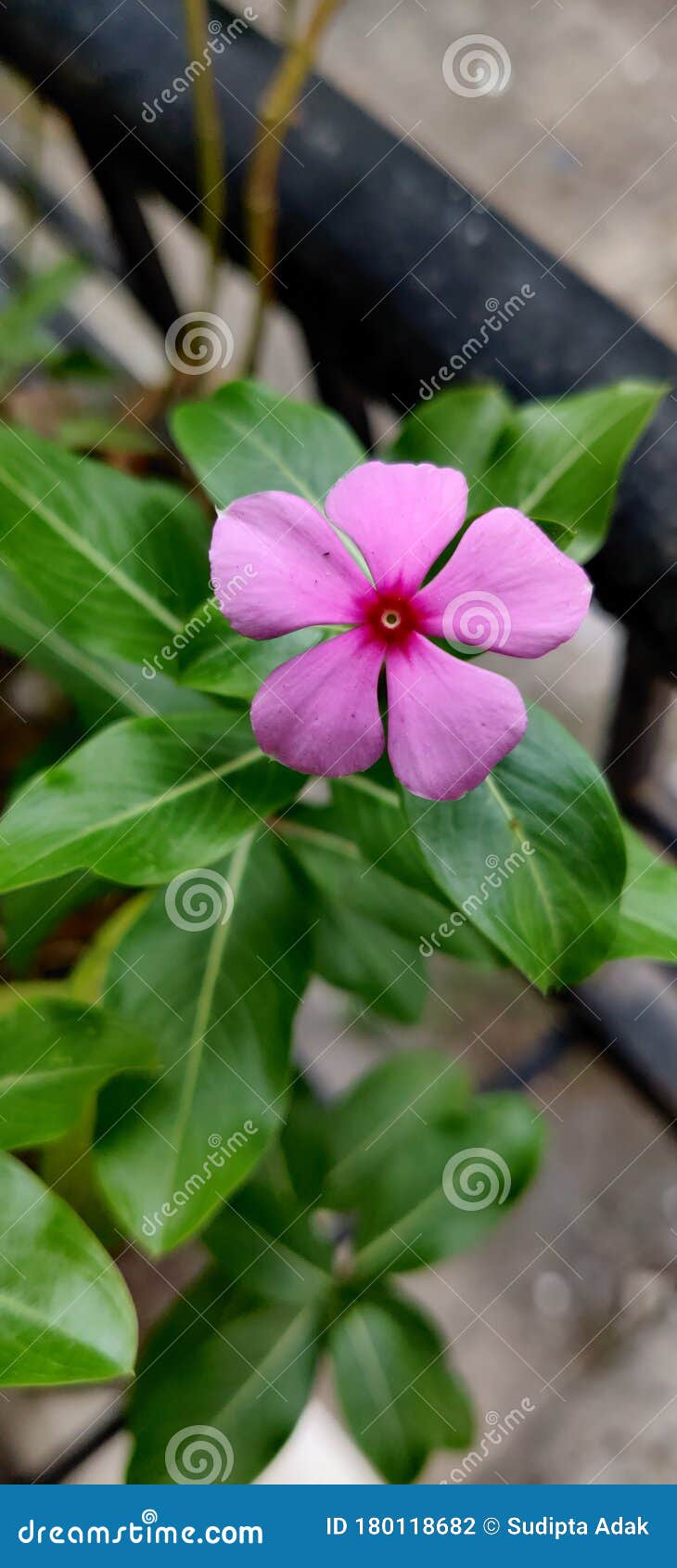 indian flower tree with beautiful flower stock photo image of blossom beautiful 180118682 dreamstime com
