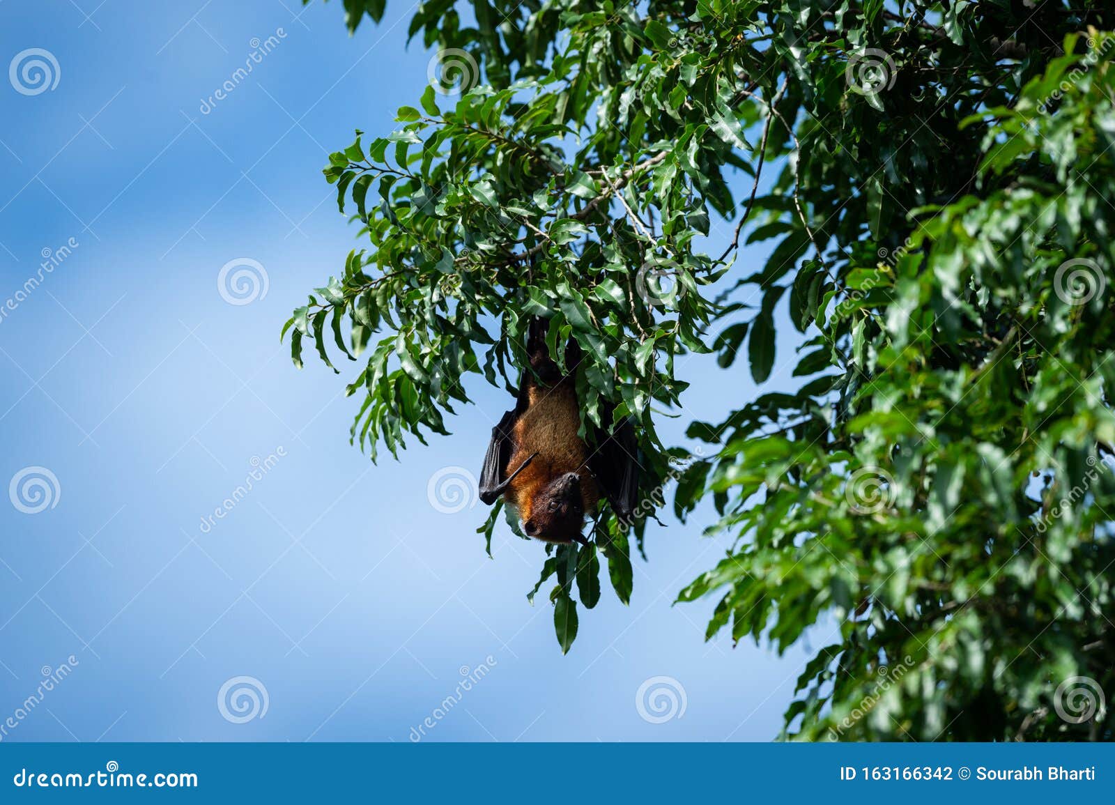 indian flying fox or greater indian fruit bat close up image hanging from tree with eyes open at ranthambore national park