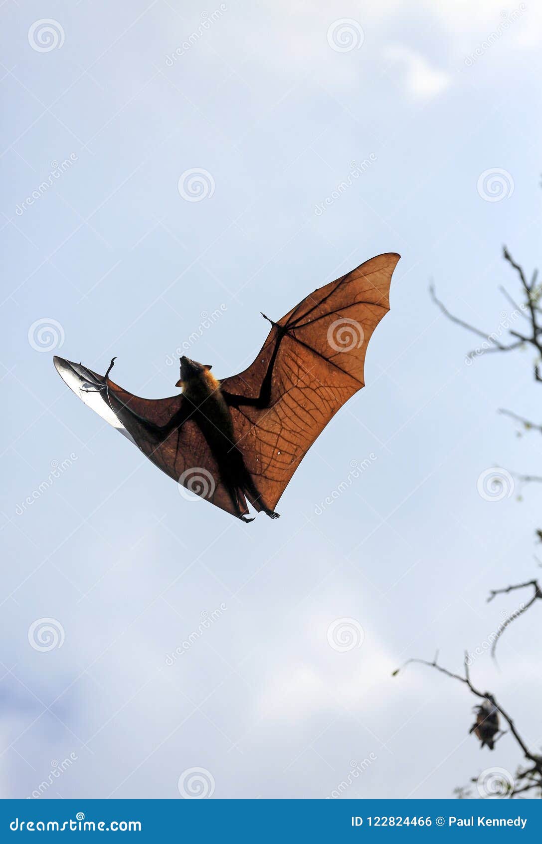 indian flying fox pteropus giganteus in sky