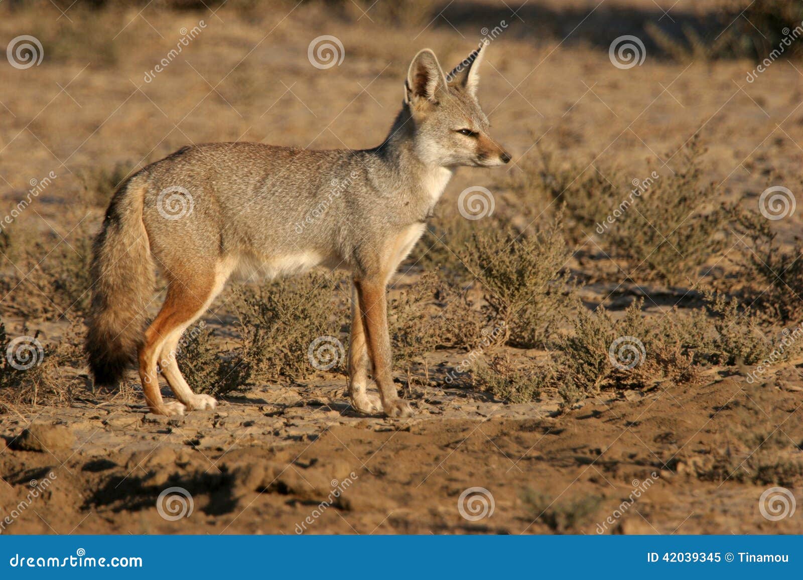 Indian fox stock image. Image of animal, vulpes, bengalensis - 42039345
