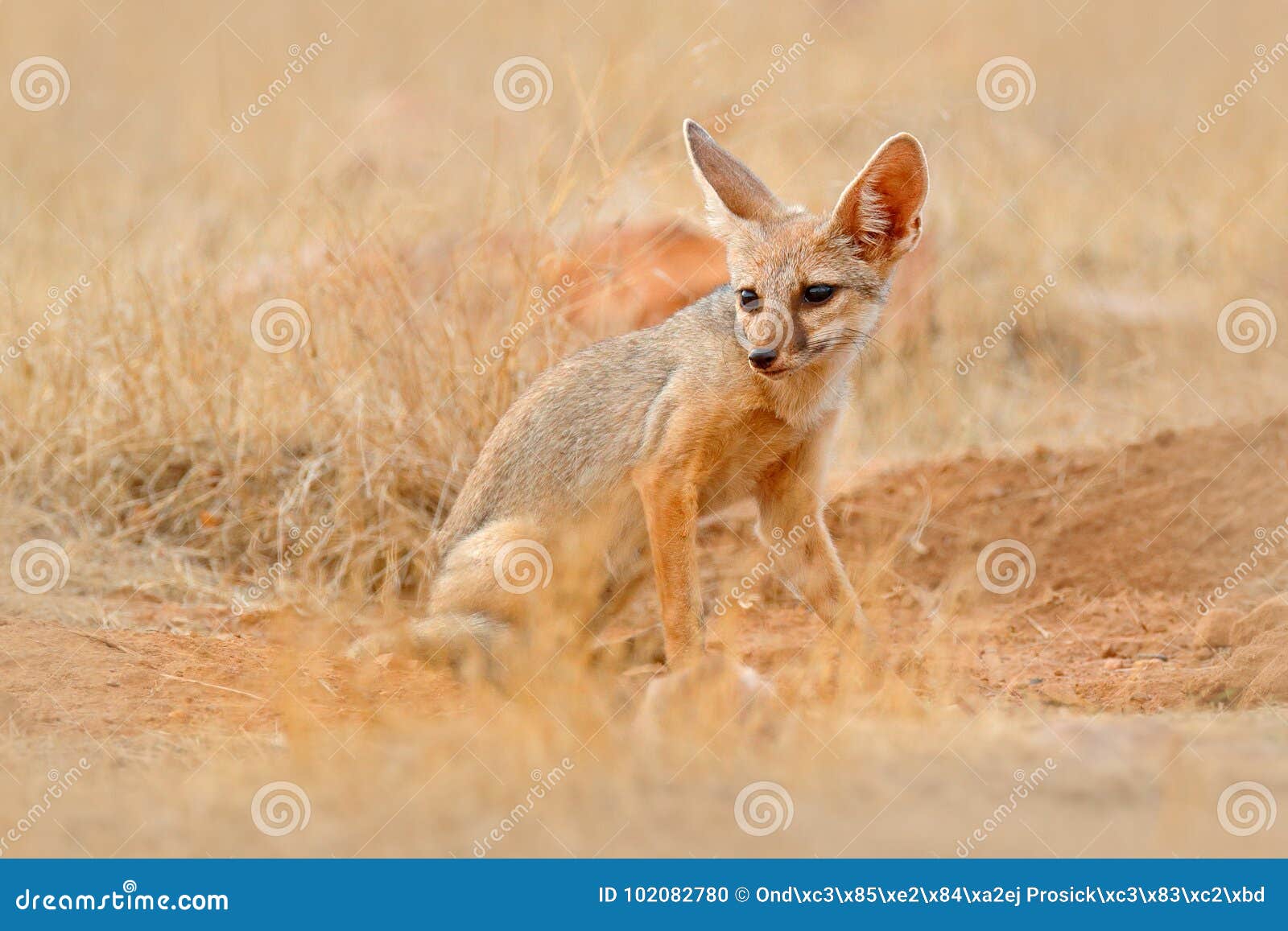 Indian Fox, Vulpes Bengalensis, Ranthambore National Park, India. Wild  Animal in Nature Habitat. Fox Near Nest Ground Hole Stock Photo - Image of  family, kutch: 102082780