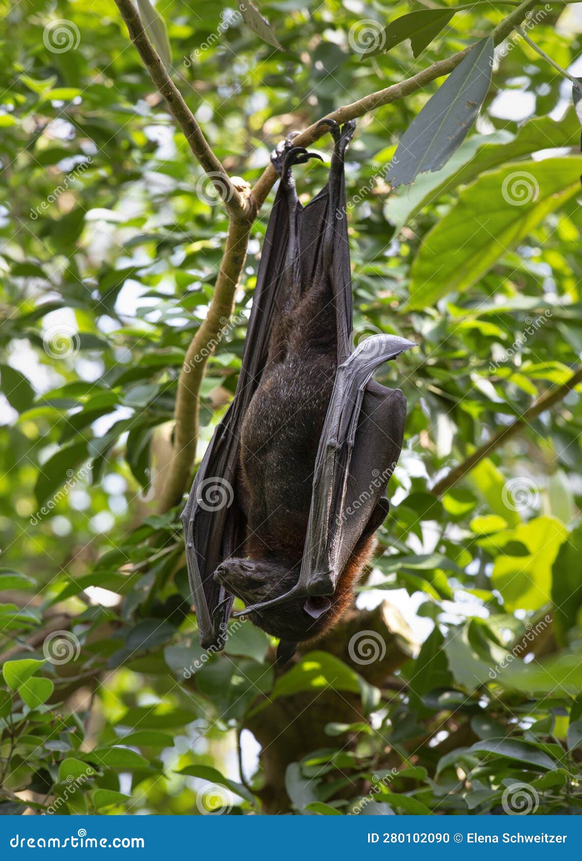Indian fruit bat stock photo. Image of greater, fruit 280102090