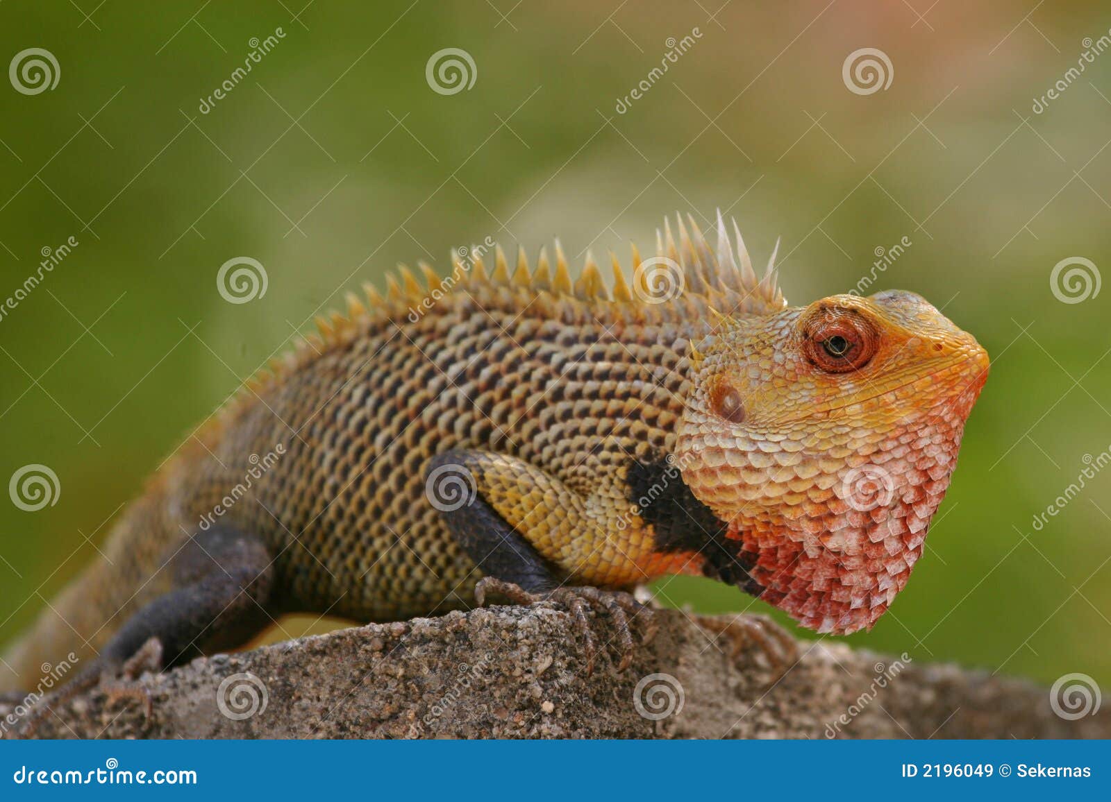 Indian Garden Lizard Chameleon Stock Photo | CartoonDealer.com #218685864