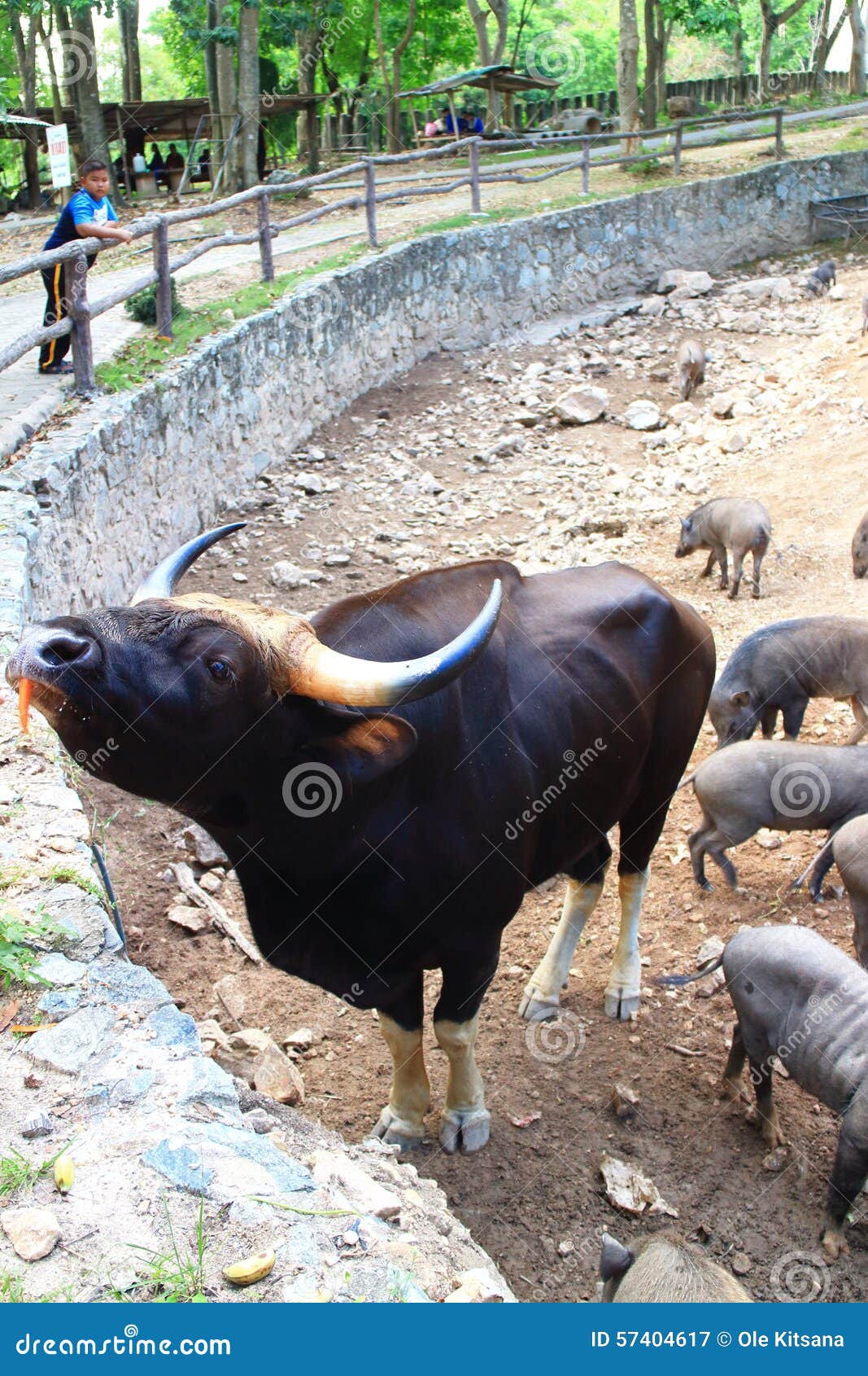 Indian Gaur the Largest Species of Wild Cattle Stock Image - Image of  confrontations, south: 57404617