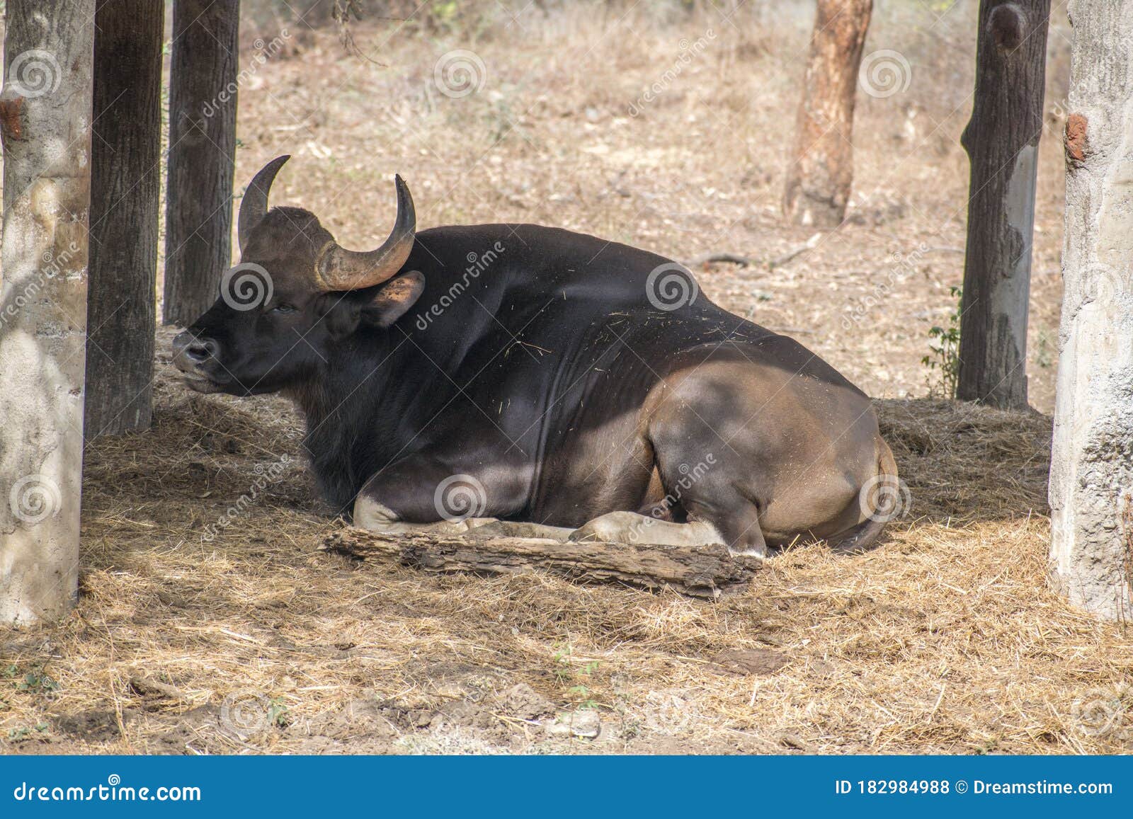 Katraj Zoo Stock Photos - Free & Royalty-Free Stock Photos from Dreamstime Katraj Zoo Stock Photos - Free & Royalty-Free Stock Photos from Dreamstime