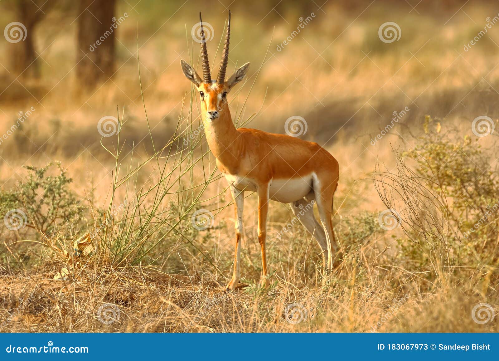 An Indian Gazelle Antelope Also Called Chinkara with Large Long Pointed  Horns Standing Alone Under the Evening Sun and Amidst Dry Stock Image -  Image of animal, antelope: 183067973