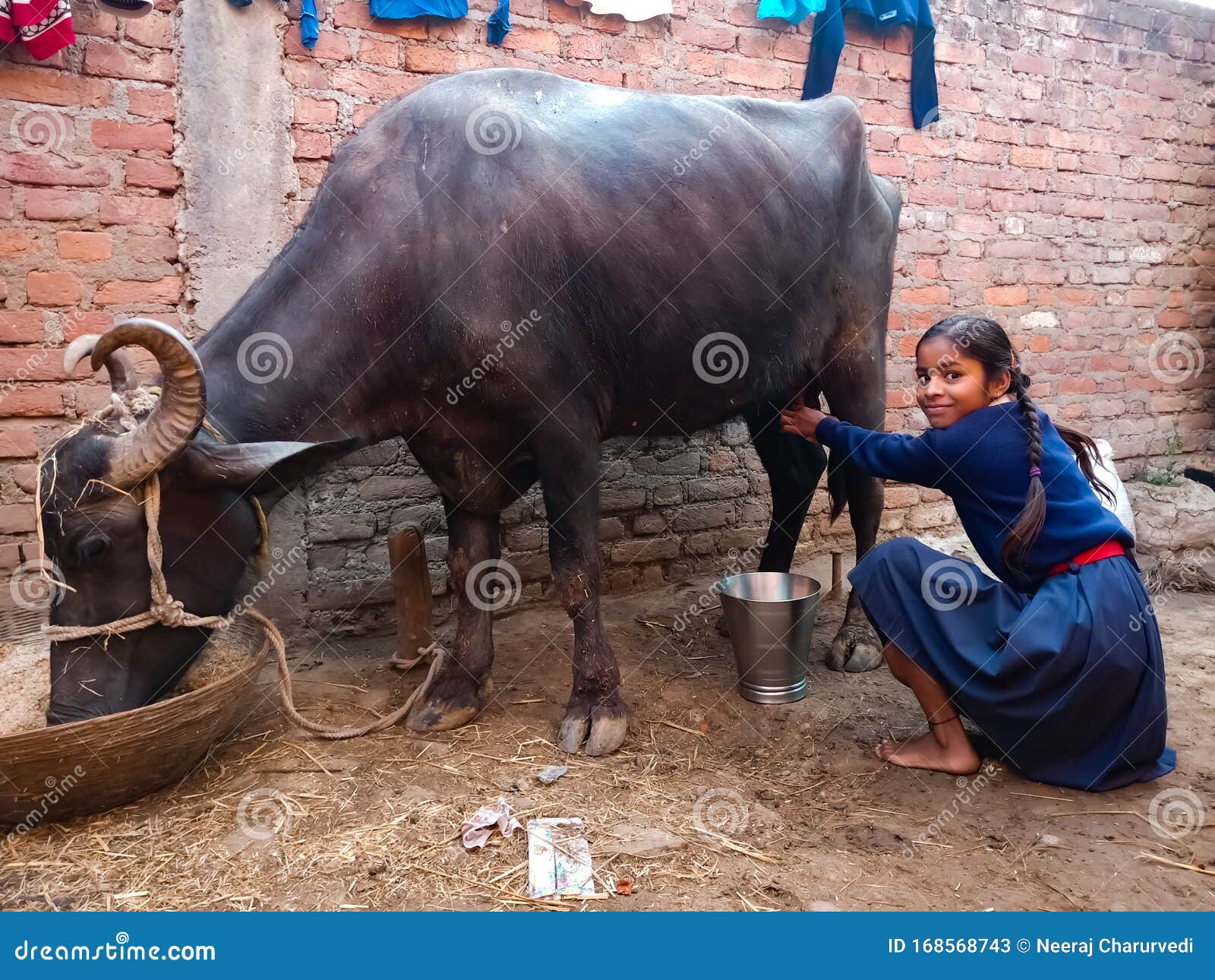 Girls Milking Each Other