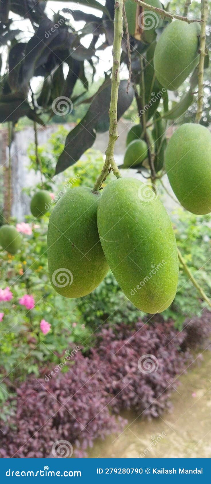 Indian Green Mangoes on Tree Stock Photo Image of indian, mangoes 279280790